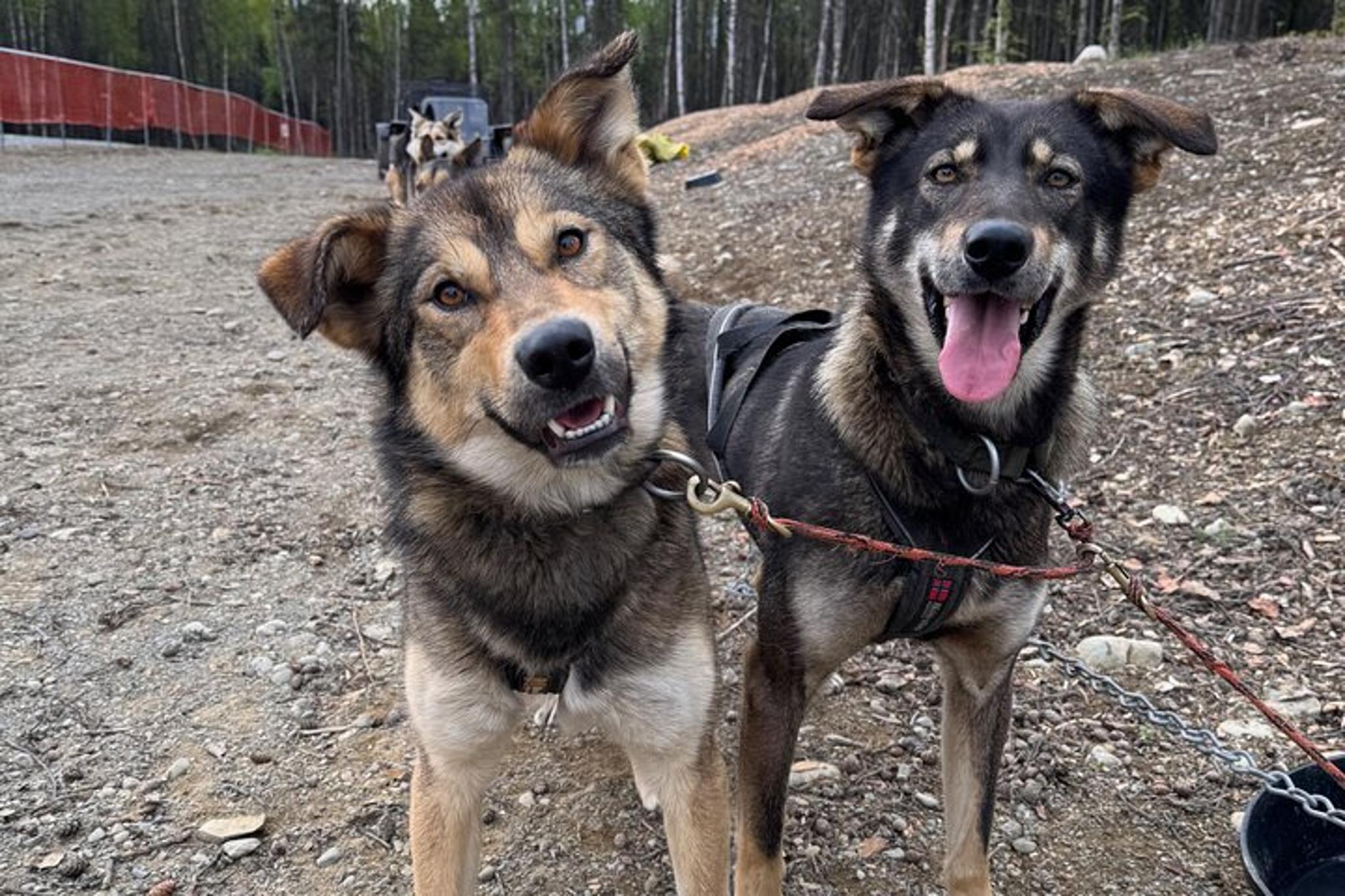 Anchorage Dog Sledding Experience - Image 3