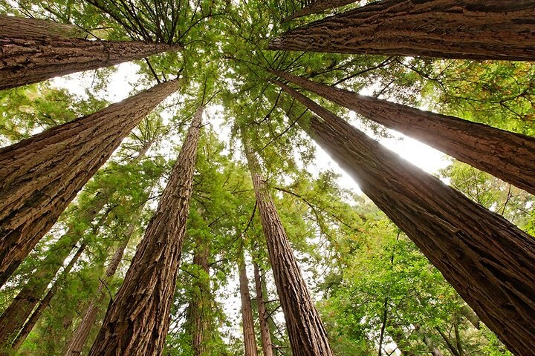 San Francisco Muir Woods and Marin Headlands Tour - Image 2