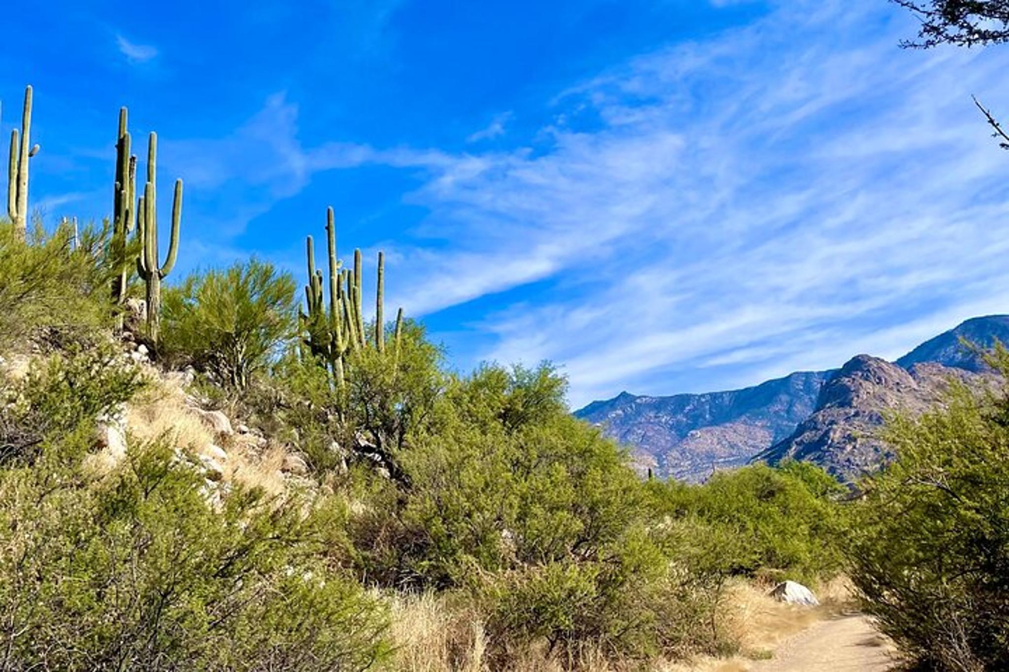 Catalina State Park Horseback Ride - Image 4
