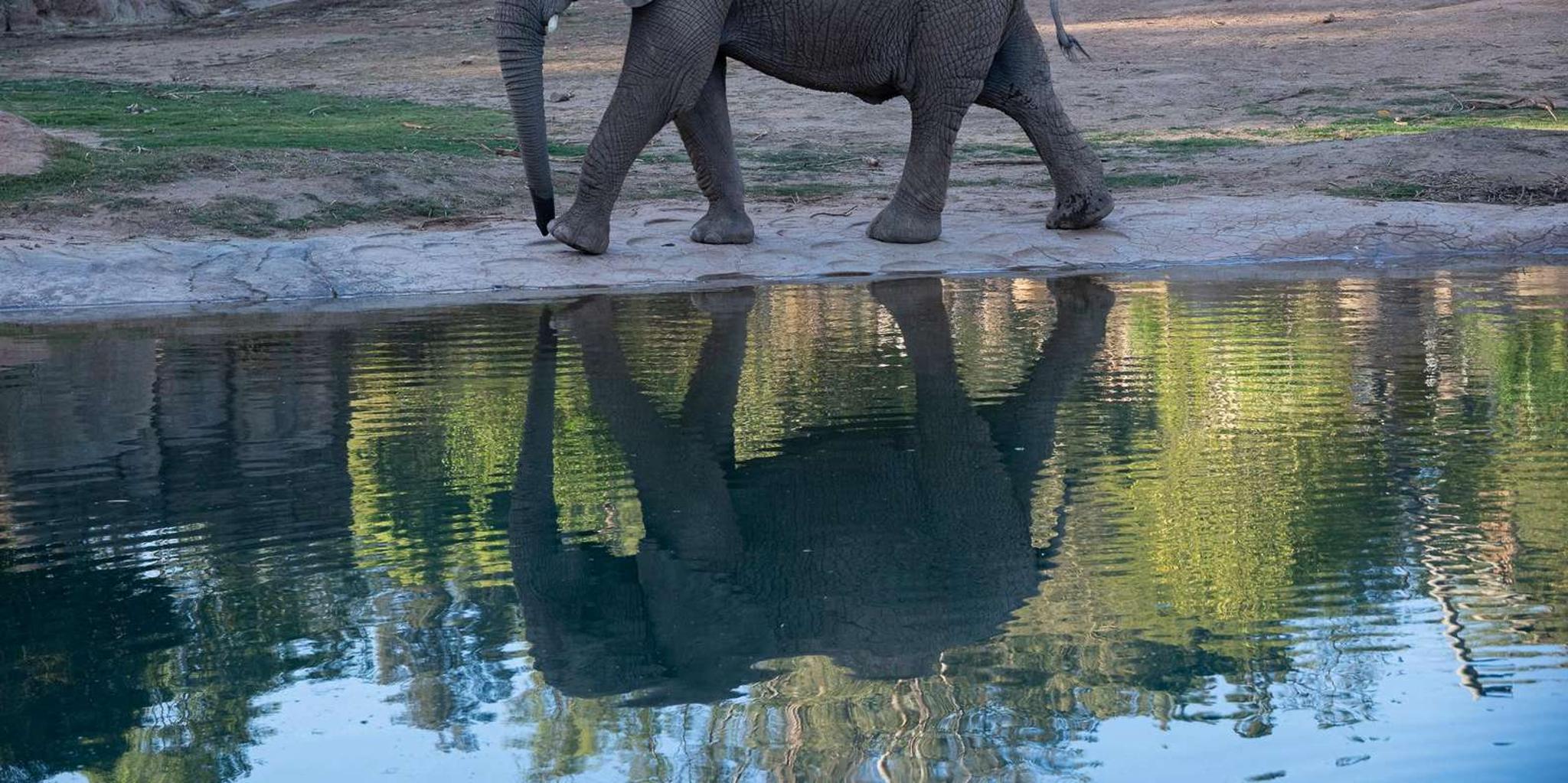 San Diego Zoo Admission Ticket - Image 4