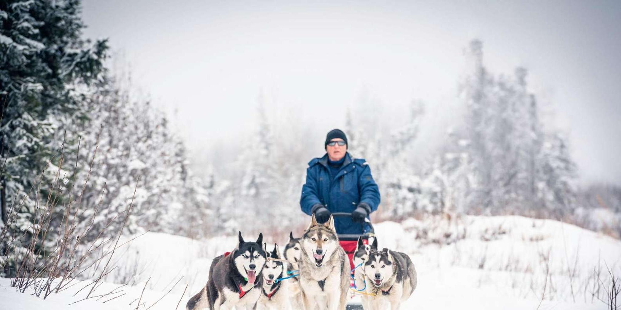 Fairbanks Dog Sledding Adventure - Image 5