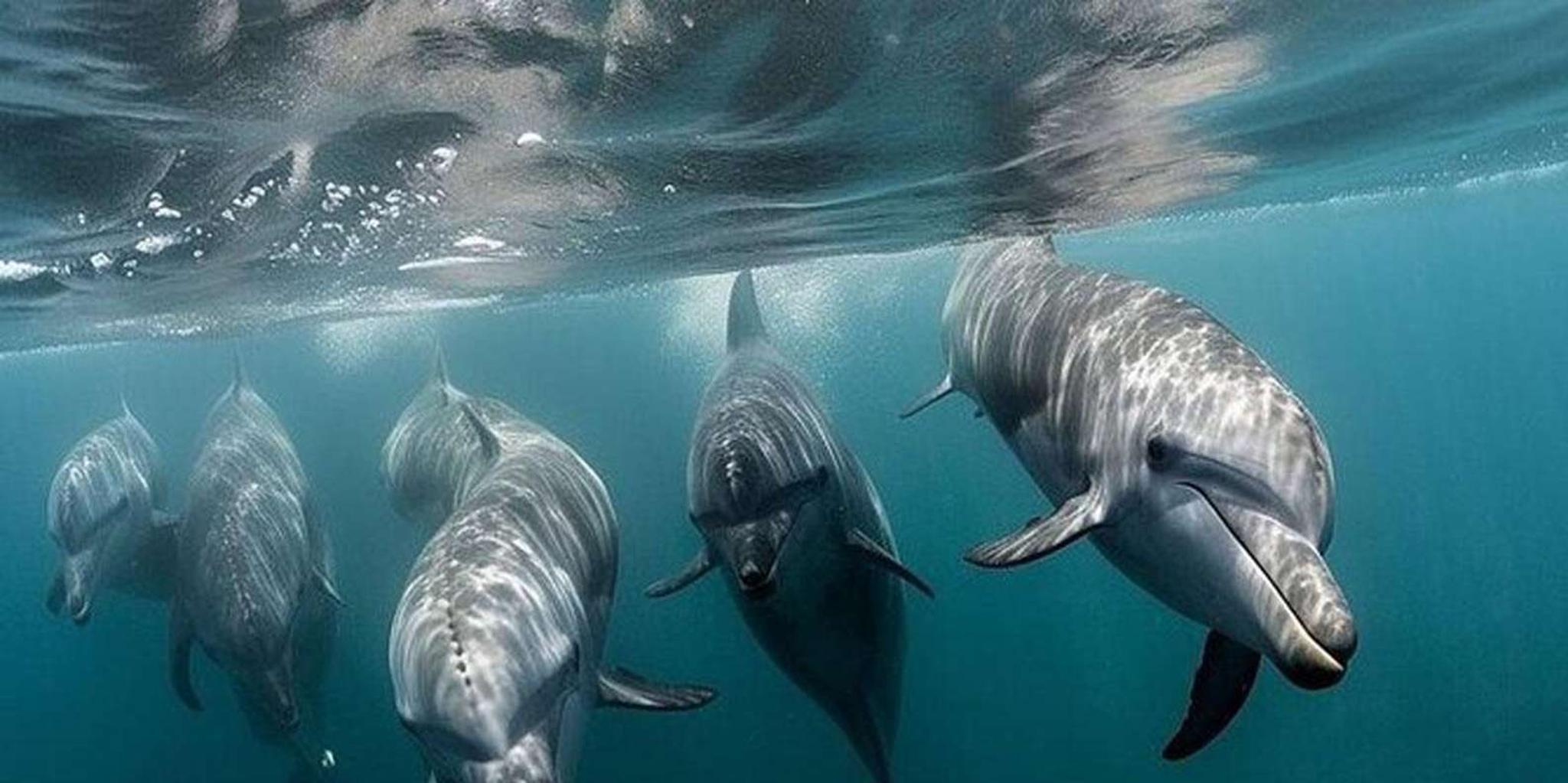 Galveston Dolphin Watching Boat Tour