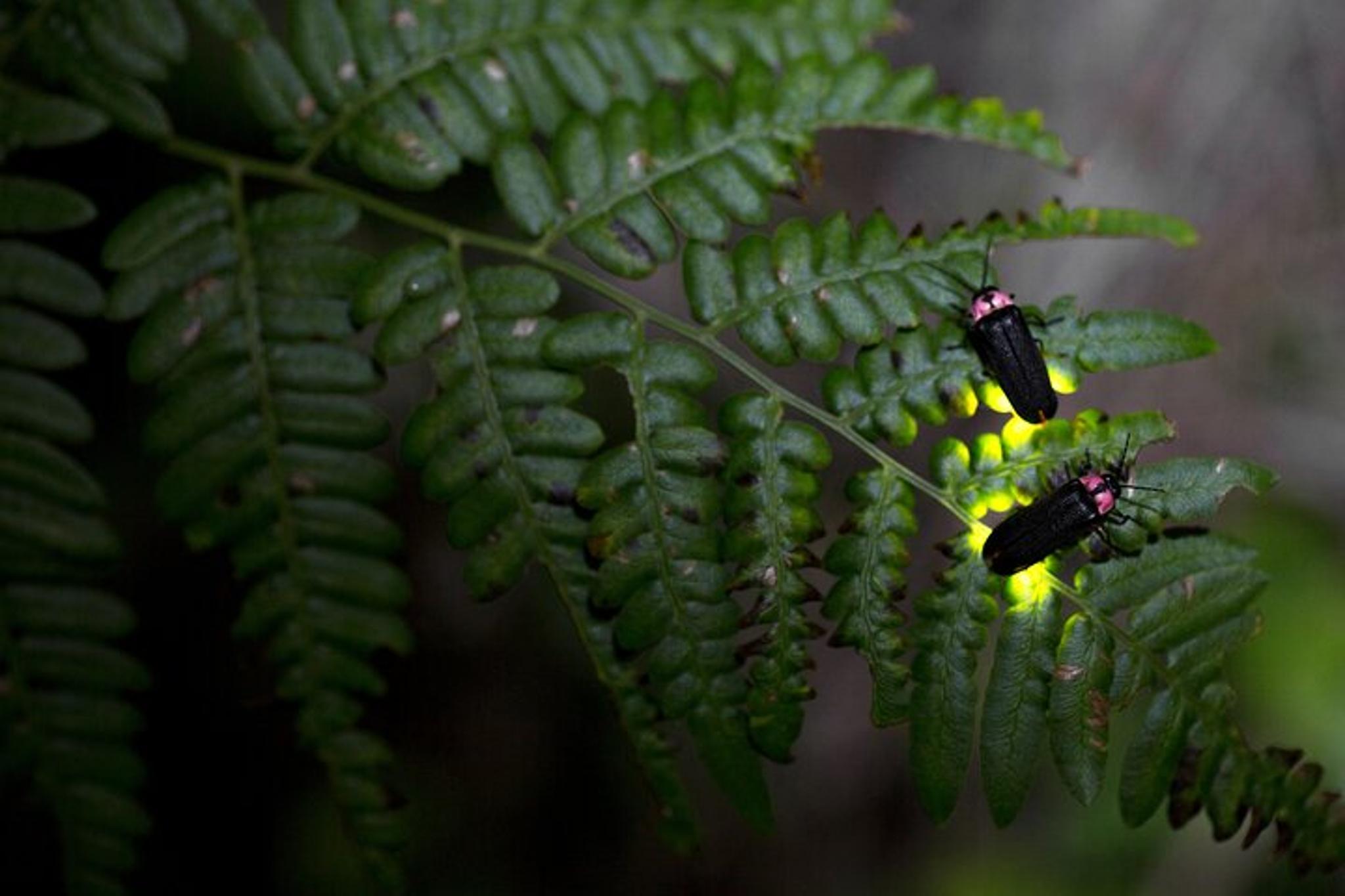 Asheville Nighttime Forest Firefly Hike