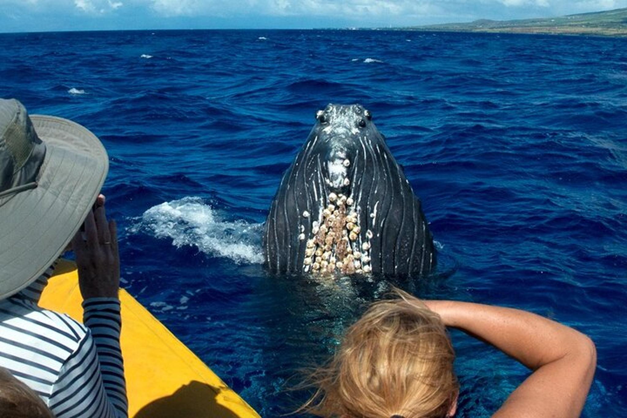 Maui Whale Watching Adventure Aboard Super Raft - Image 2