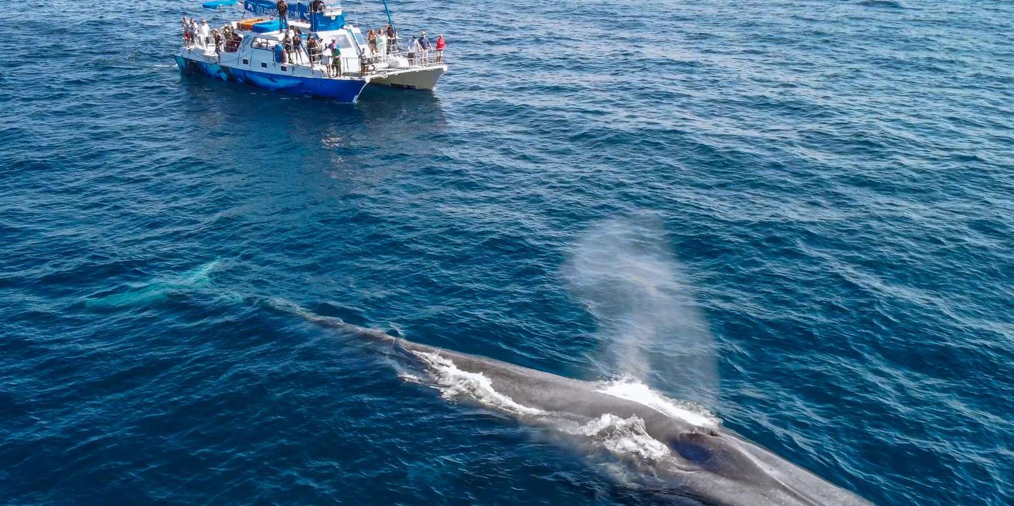 Dana Point Dolphin & Whale Watching with Underwater Viewing - Image 5