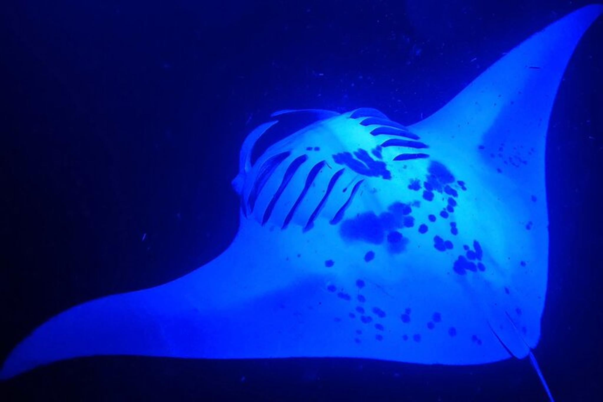 Kailua-Kona Manta Ray Night Snorkeling Adventure - Image 5