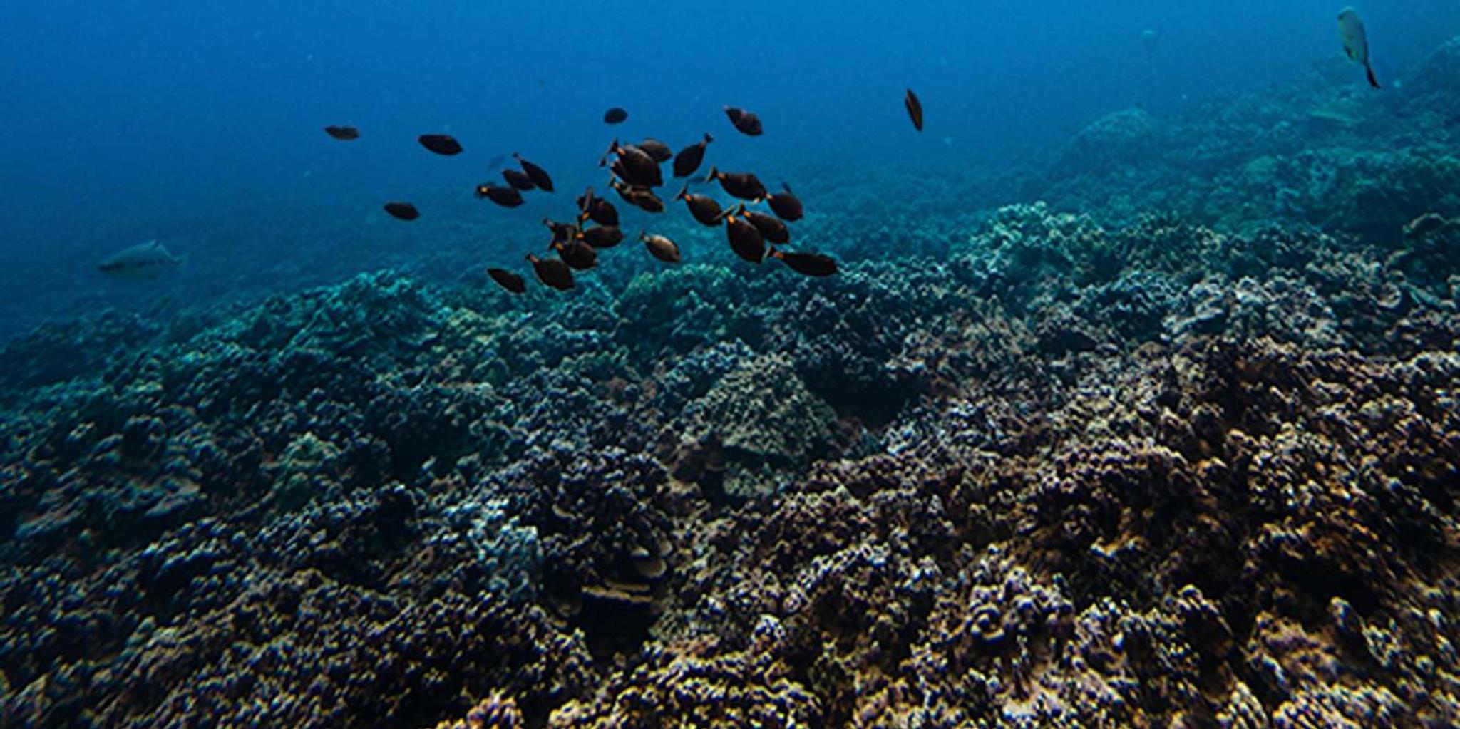 Lahaina Snorkel and Sail to Lāna'i Coast 5 hr - Image 4