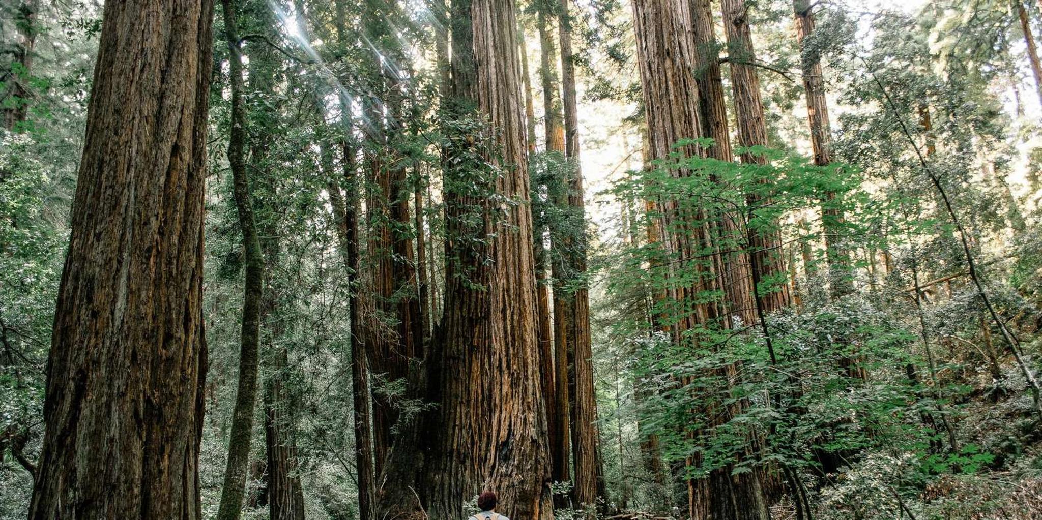 San Francisco Muir Woods and Sausalito Tour - Image 4