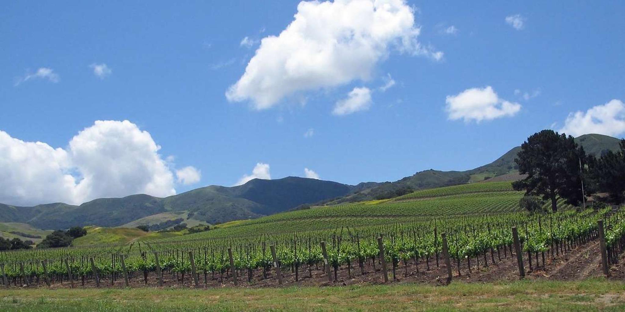 Santa Barbara Wine Country Private Tour - Image 3