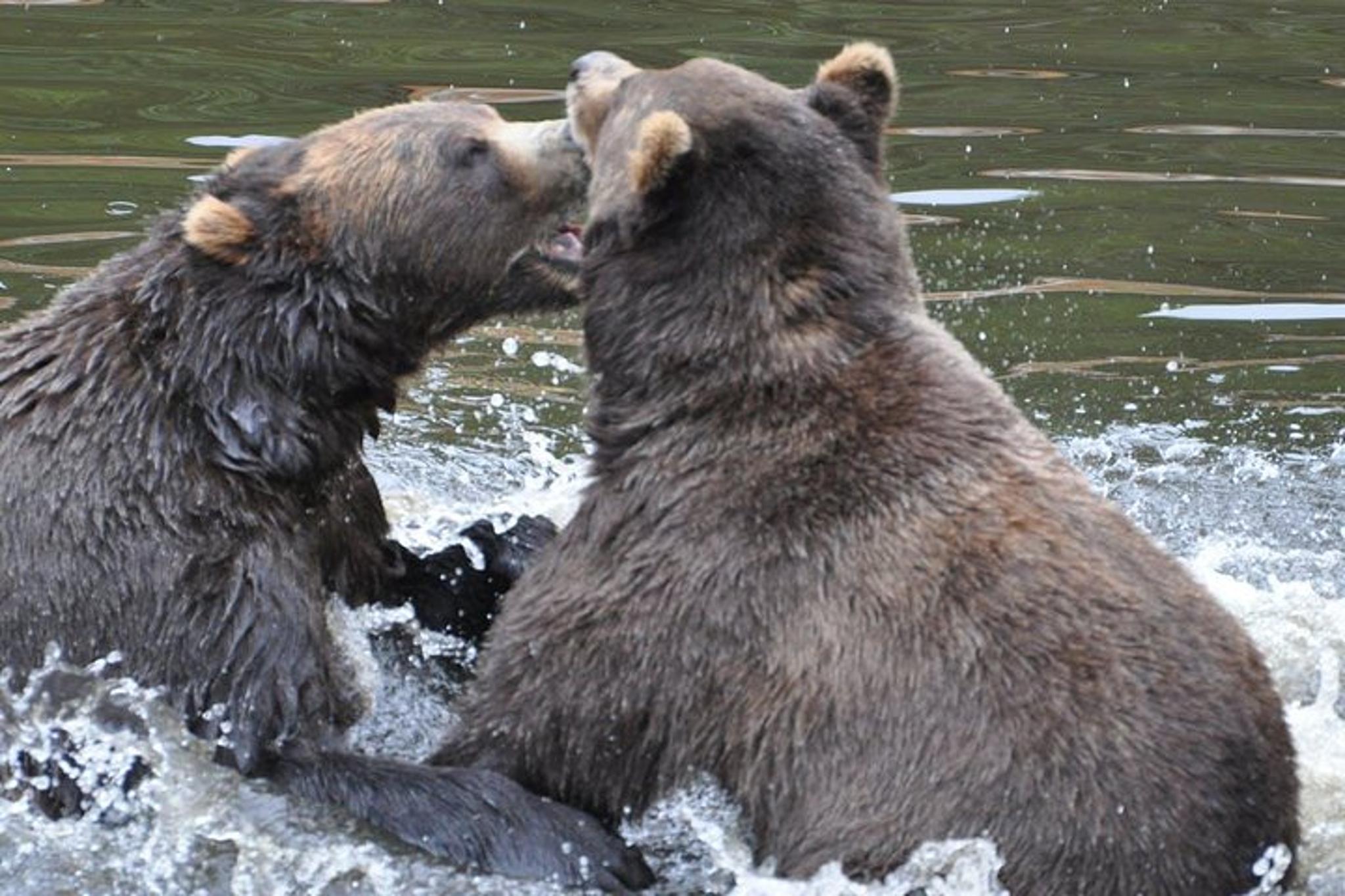 Sitka Sightseeing Tour with Fortress of the Bear - Image 6