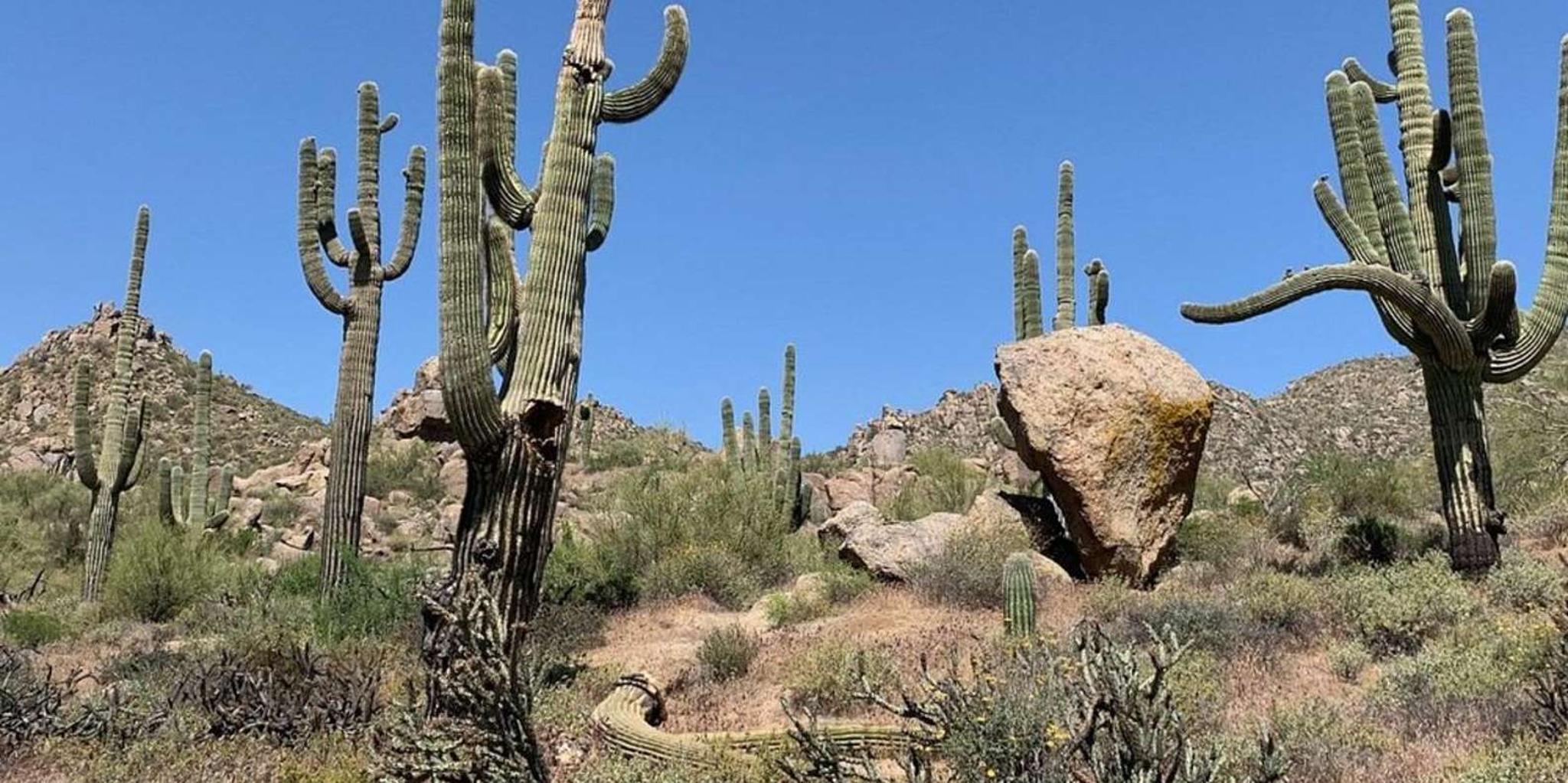 Scottsdale Mountain Bike Tour in the Sonoran Desert - Image 3
