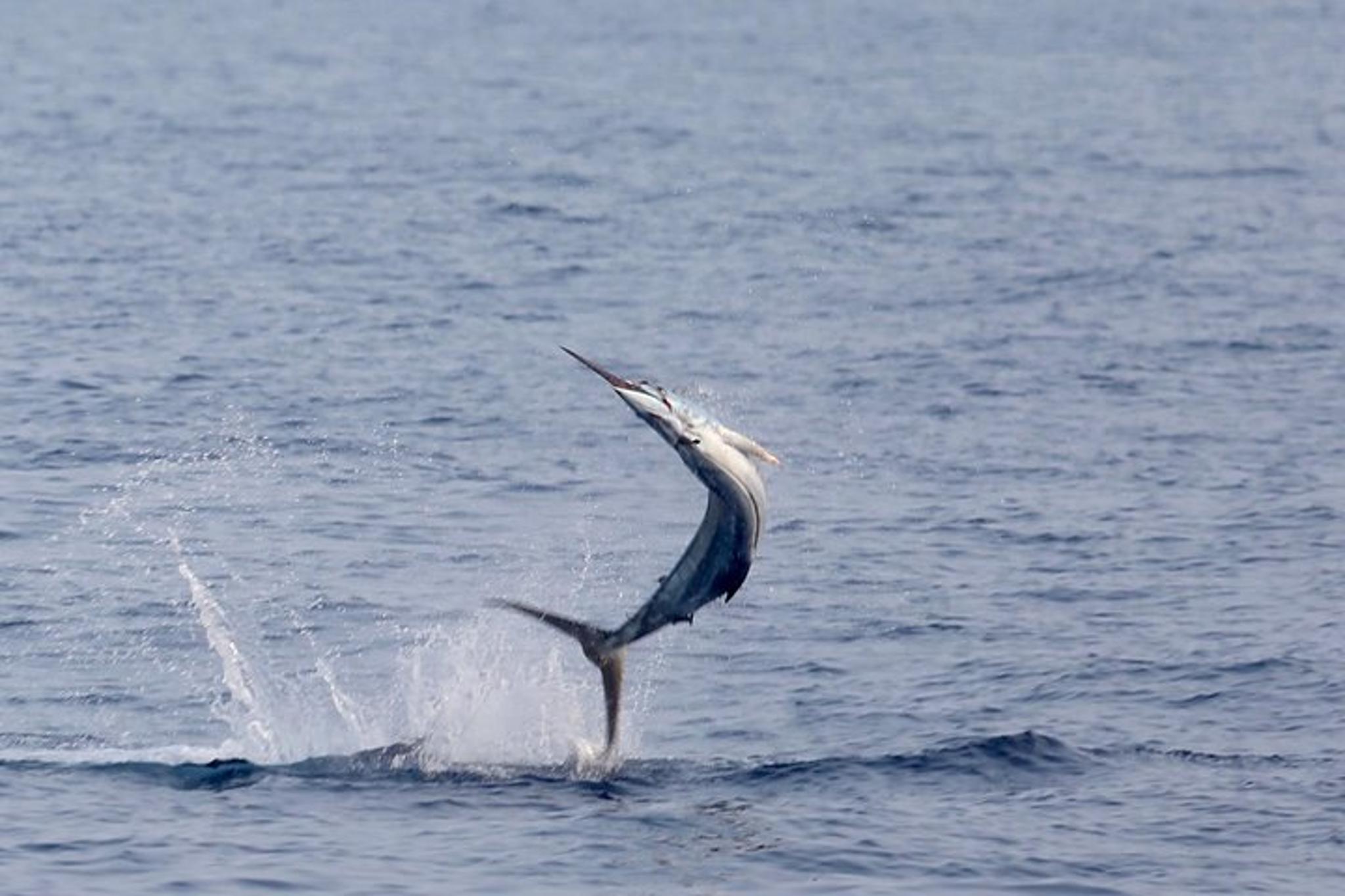 Kona Fishing Charter Full Day - Image 4