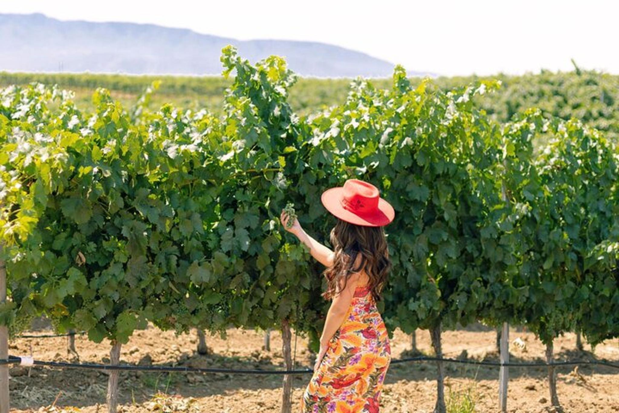 Santa Barbara Wine Tour in Santa Ynez Valley - Image 2