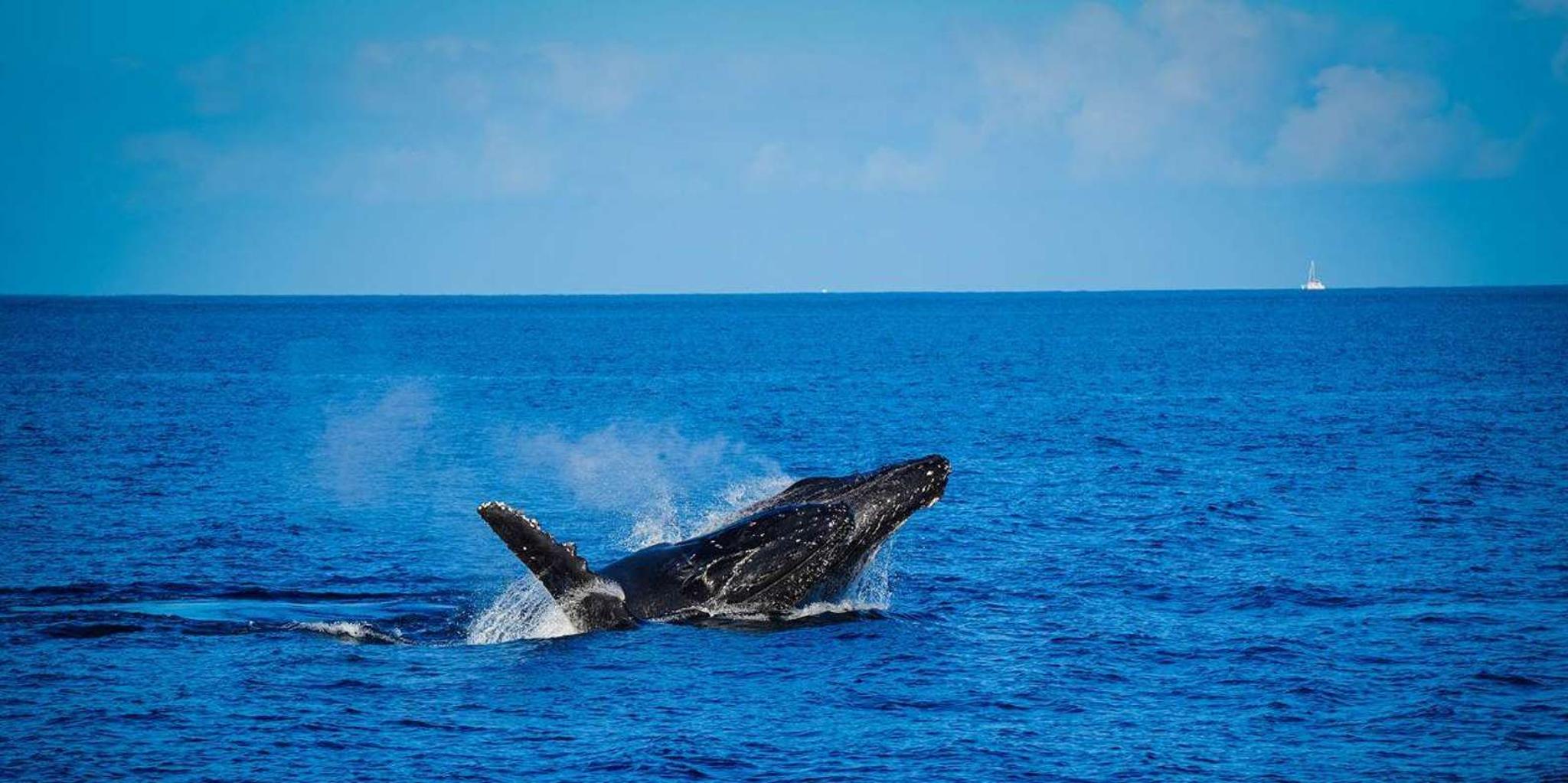 Maui Catamaran Whale Watch - Image 4