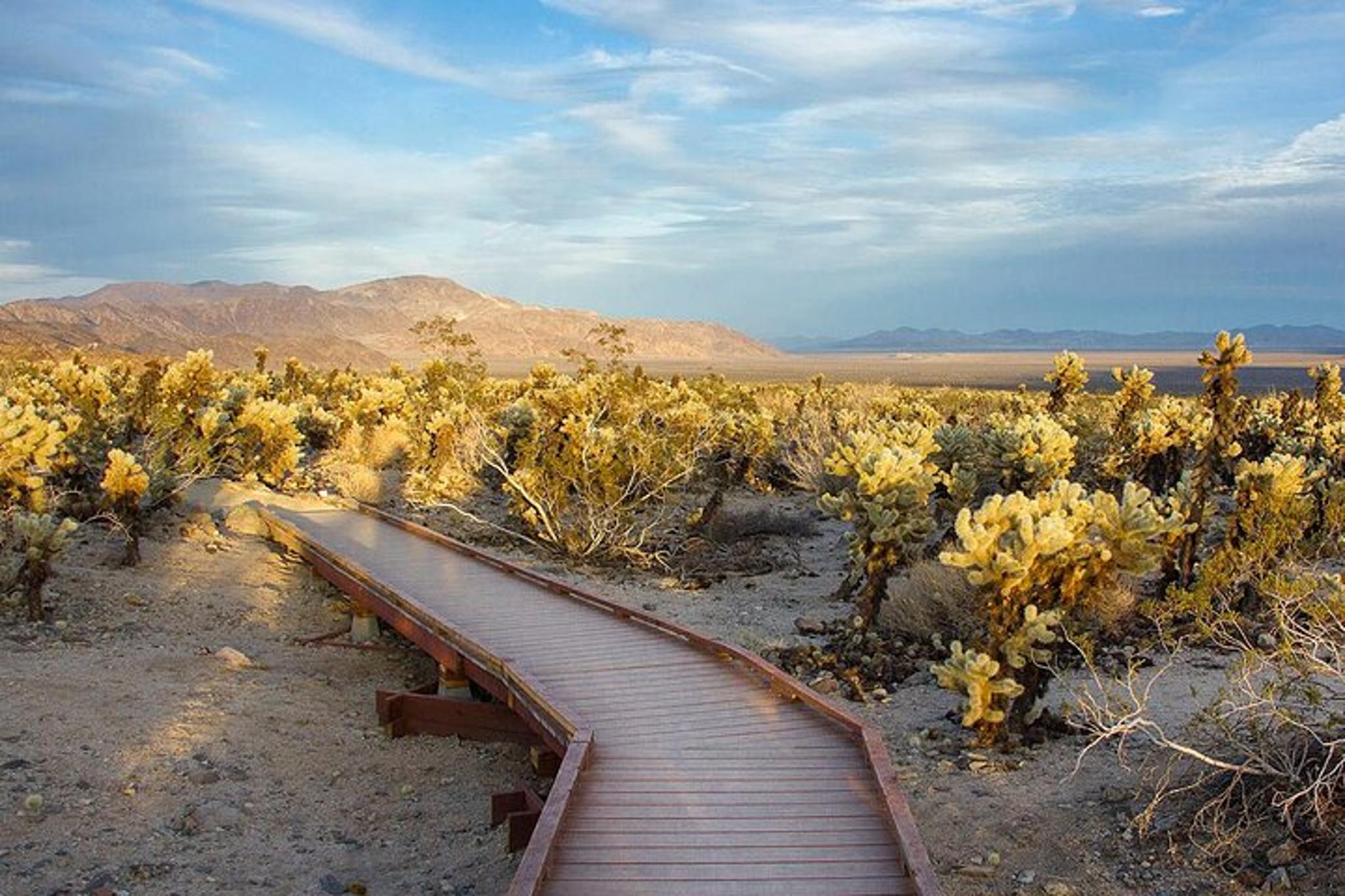 Joshua Tree Audio Tour and Locals Guide - Image 5