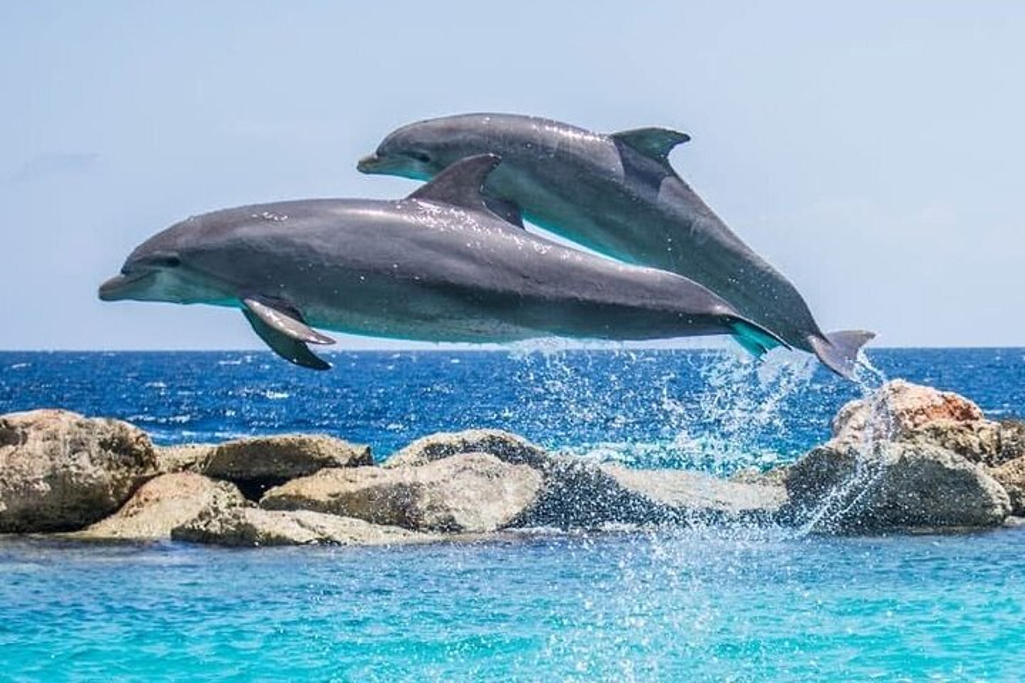 Destin Dolphin Watching Adventure - Image 1