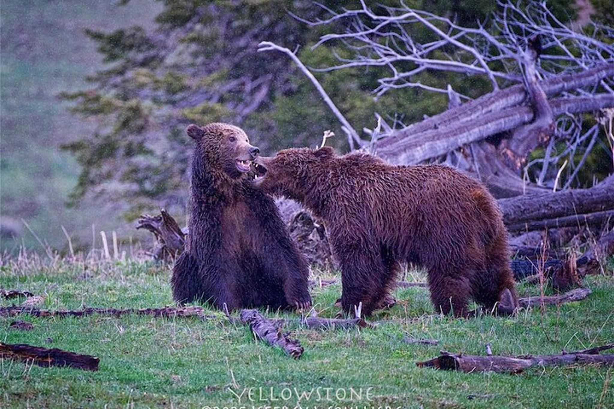 Yellowstone Private Guided Tour - Image 4