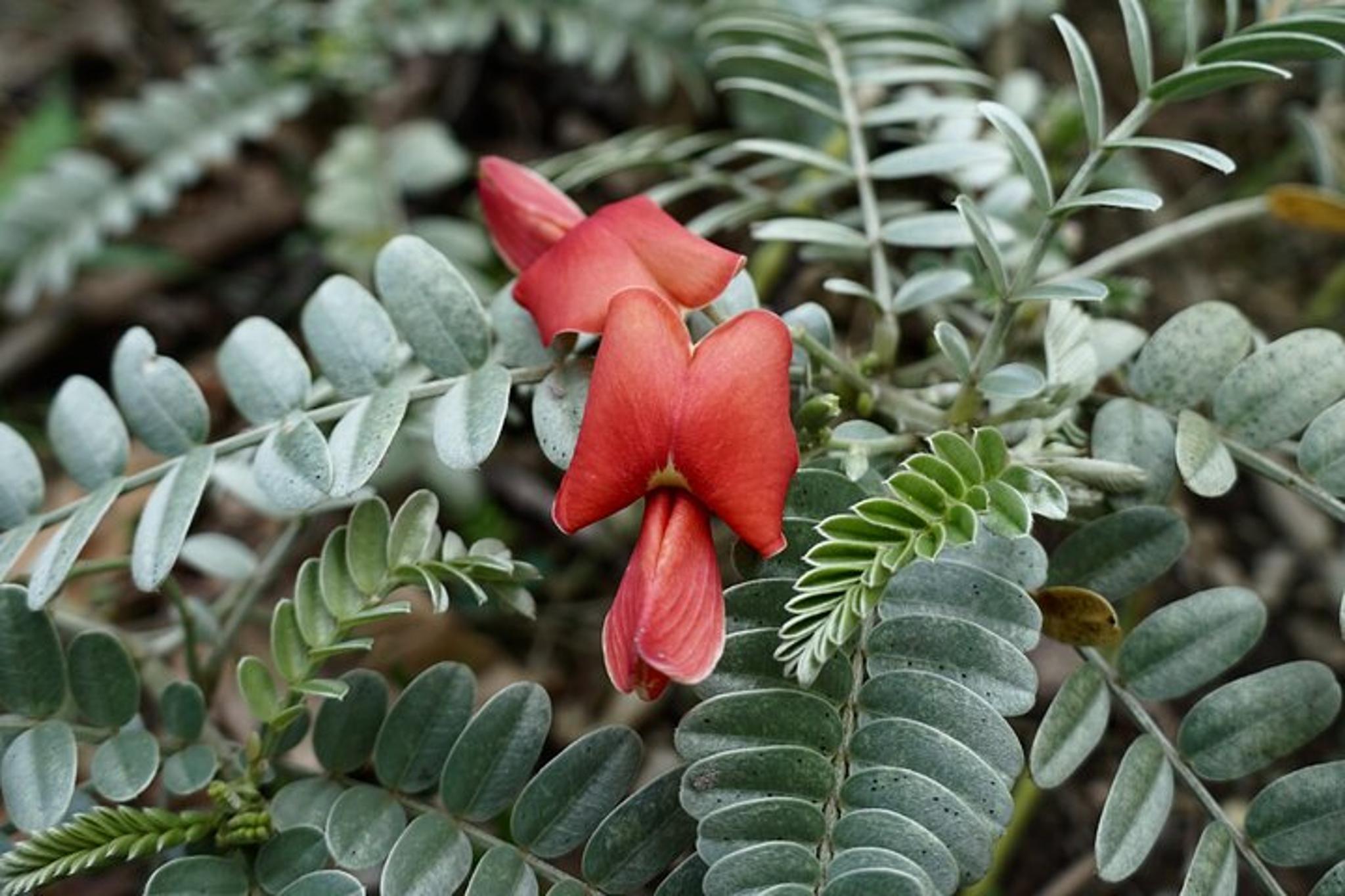 Maui Native Reforestation and Agriculture Tour - Image 5