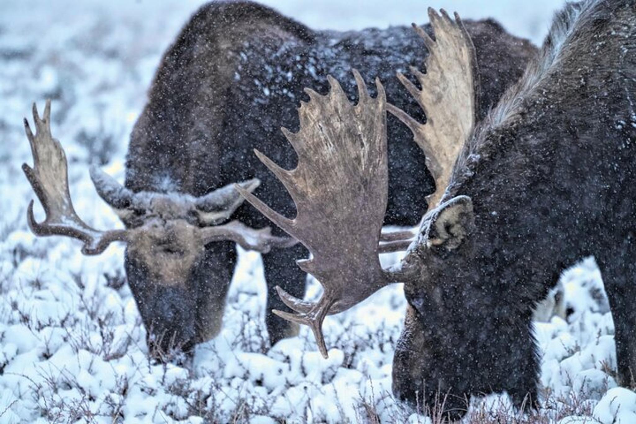 Jackson Wildlife Safari and Elk Refuge Sleigh Ride - Image 1