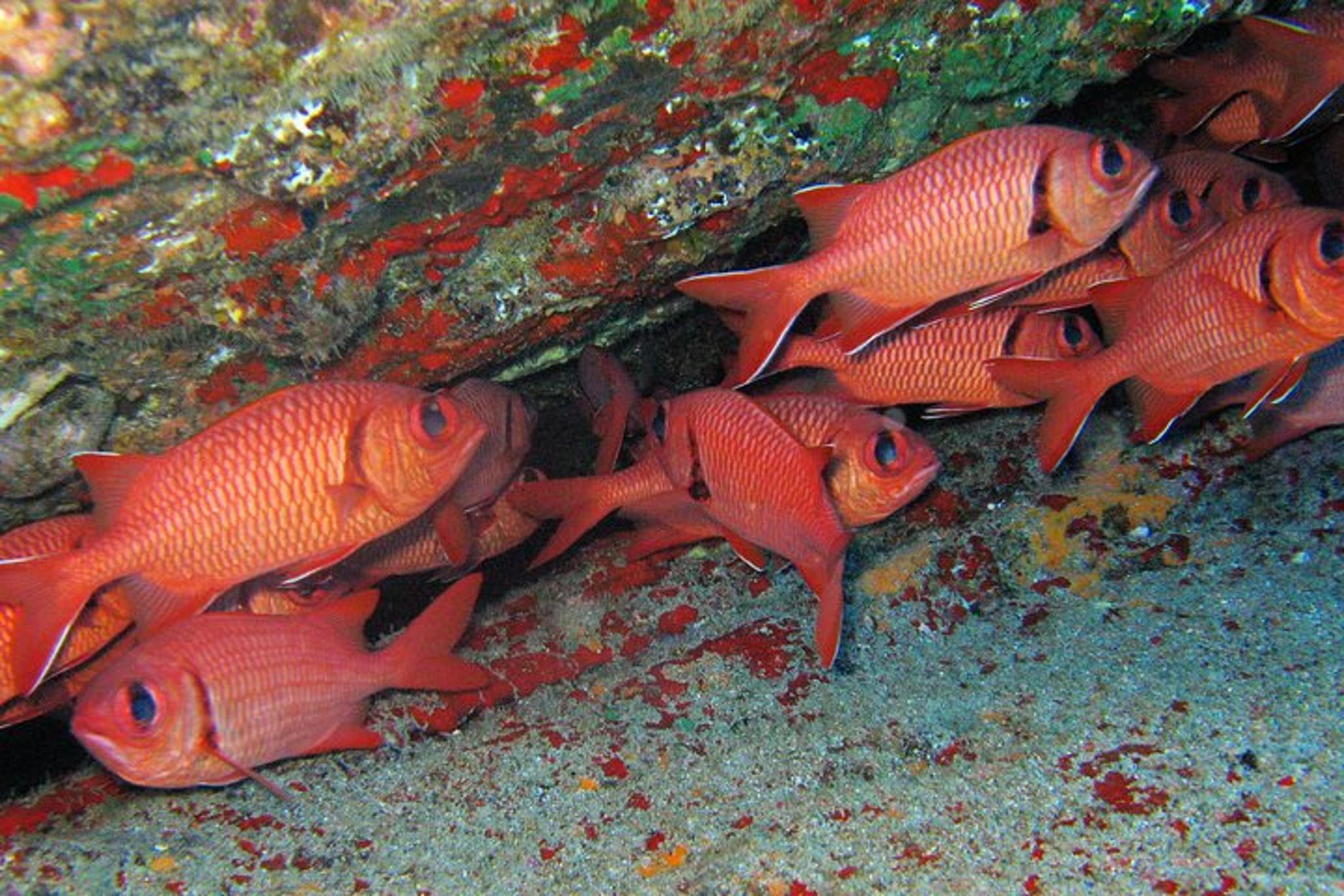 Kauai Shore Snorkel in South Poipu - Image 6