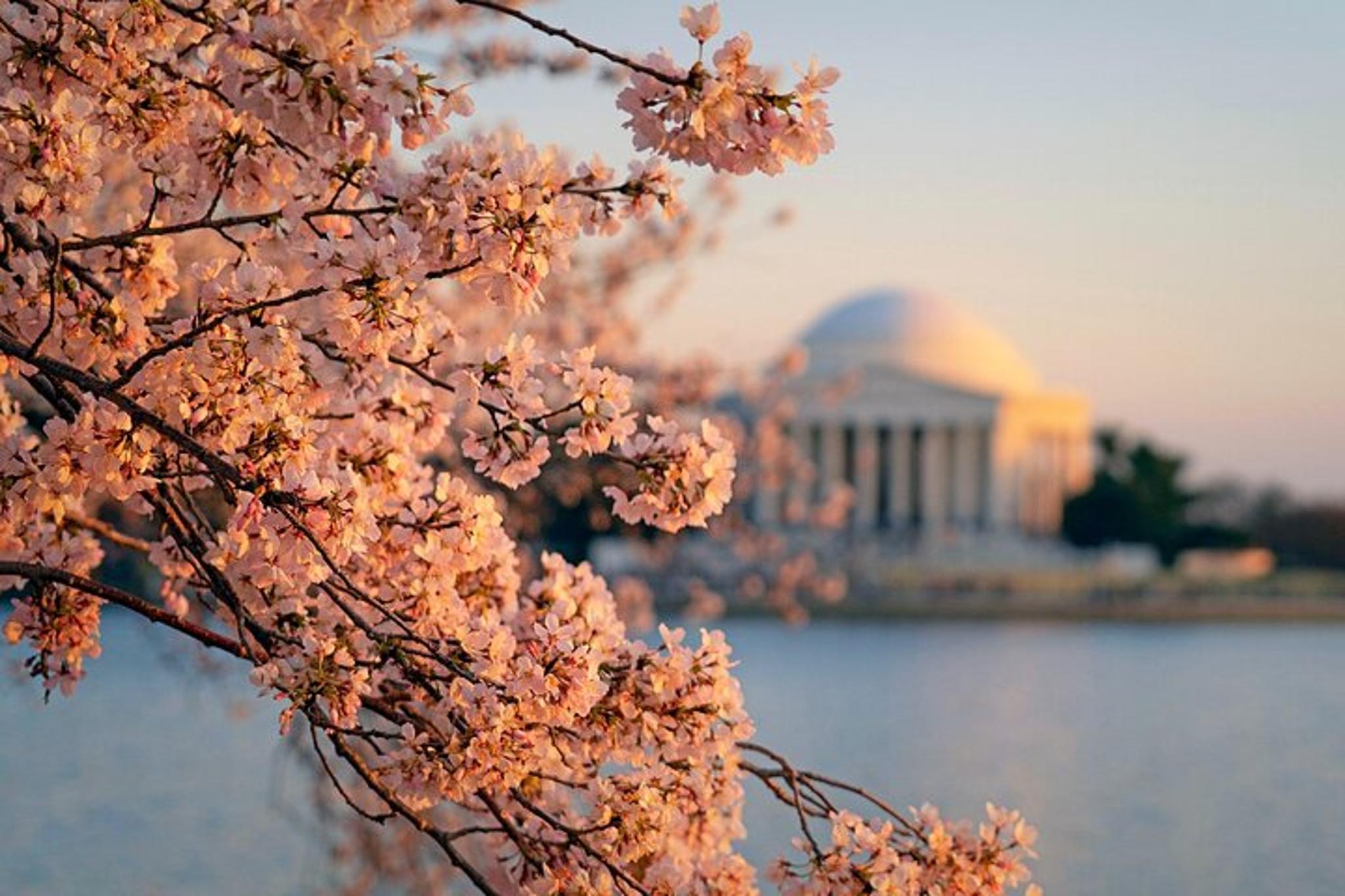 Chicago to Washington D.C. Cherry Blossom Tour