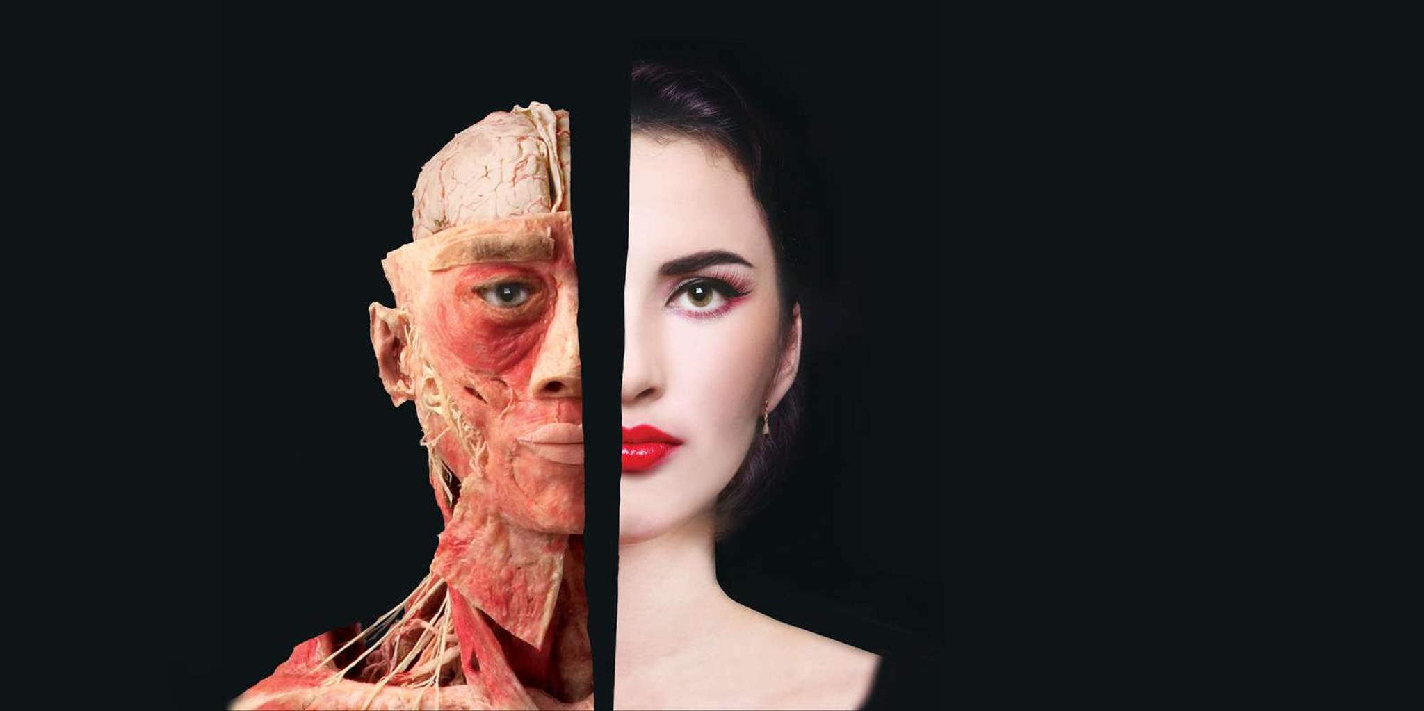 Las Vegas Bodies Exhibition at the Luxor 1 hr - Image 4