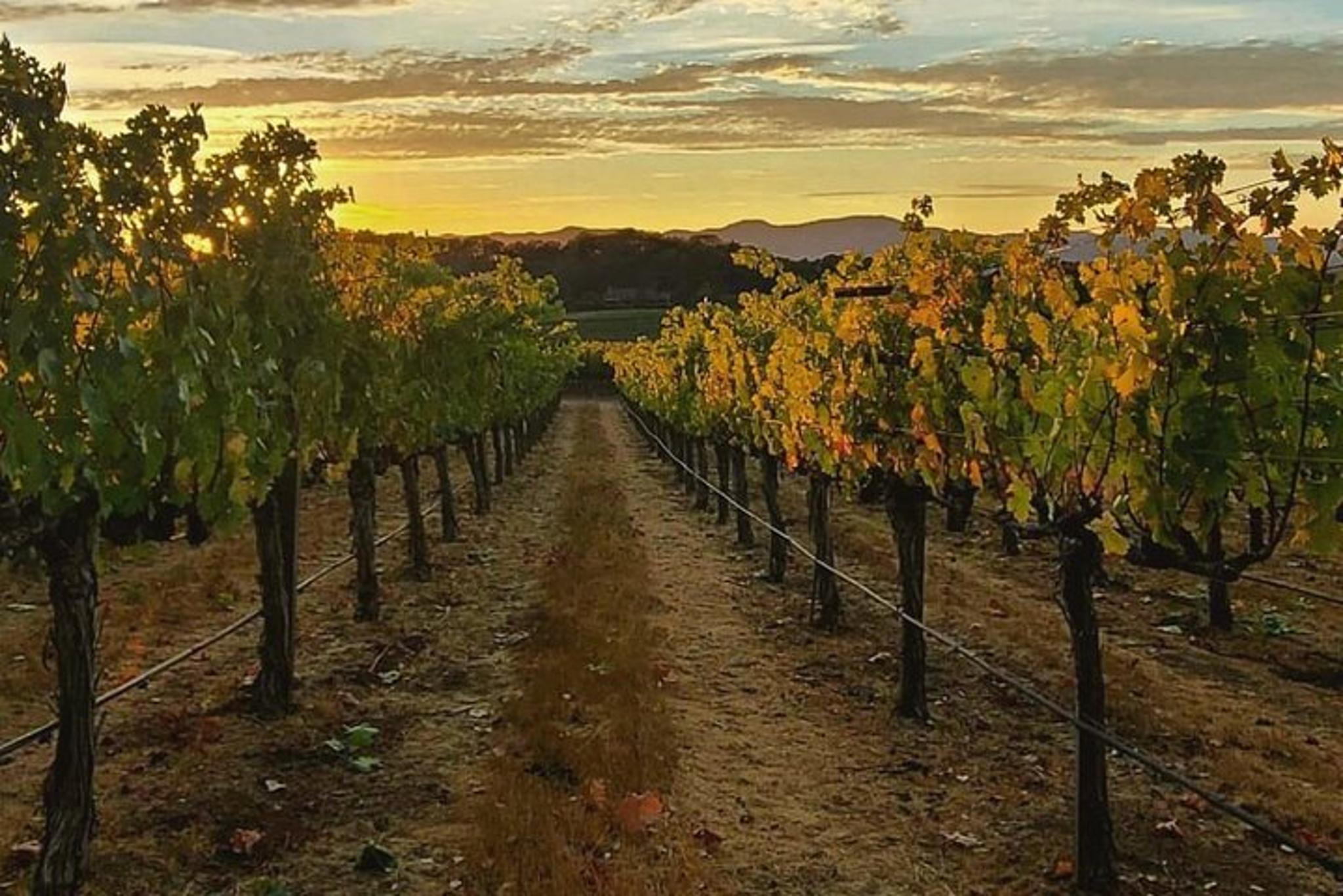 Napa Valley Wine Tour with Local Sommelière - Image 2