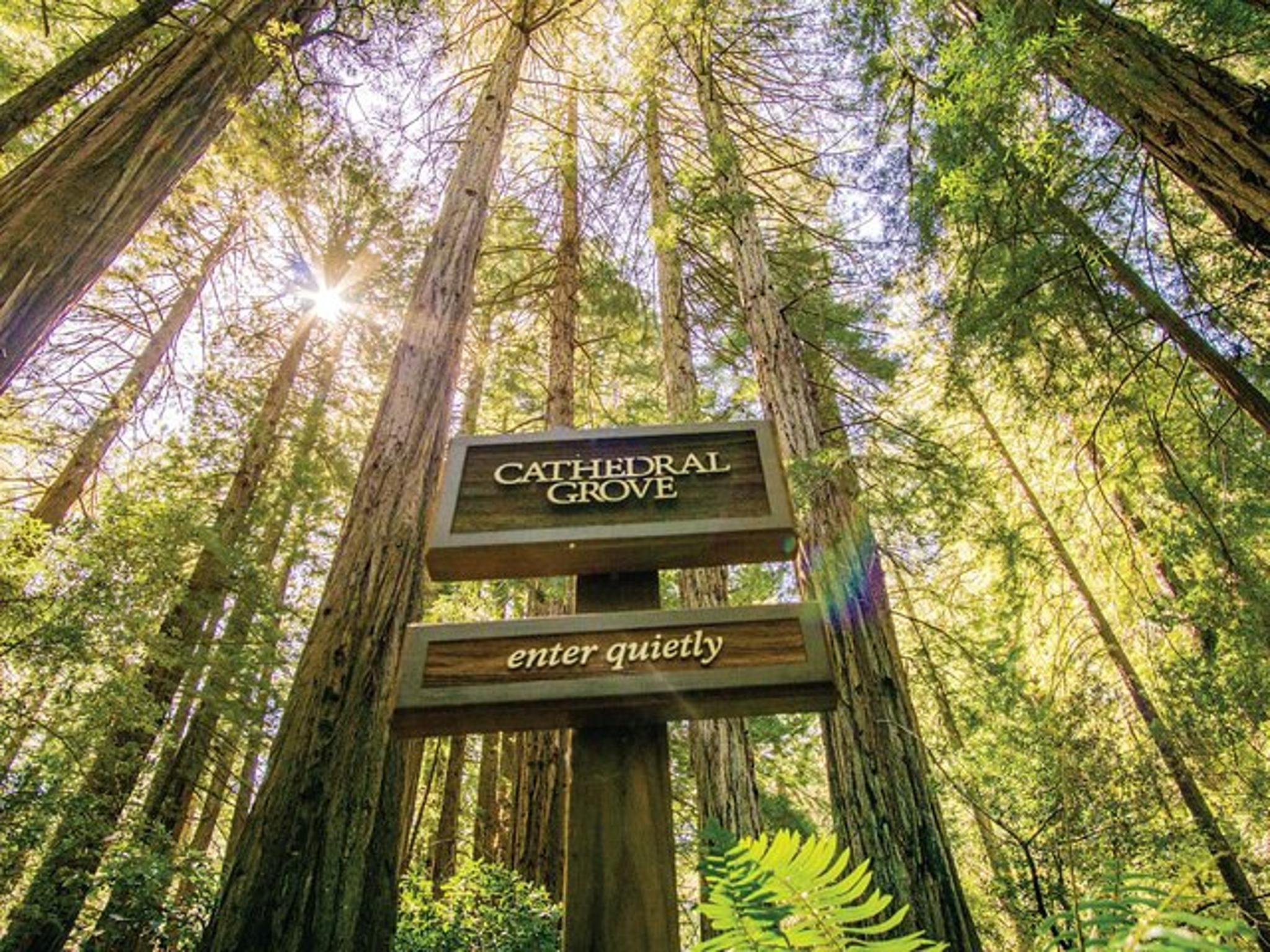 San Francisco Muir Woods and Sausalito Tour - Image 6