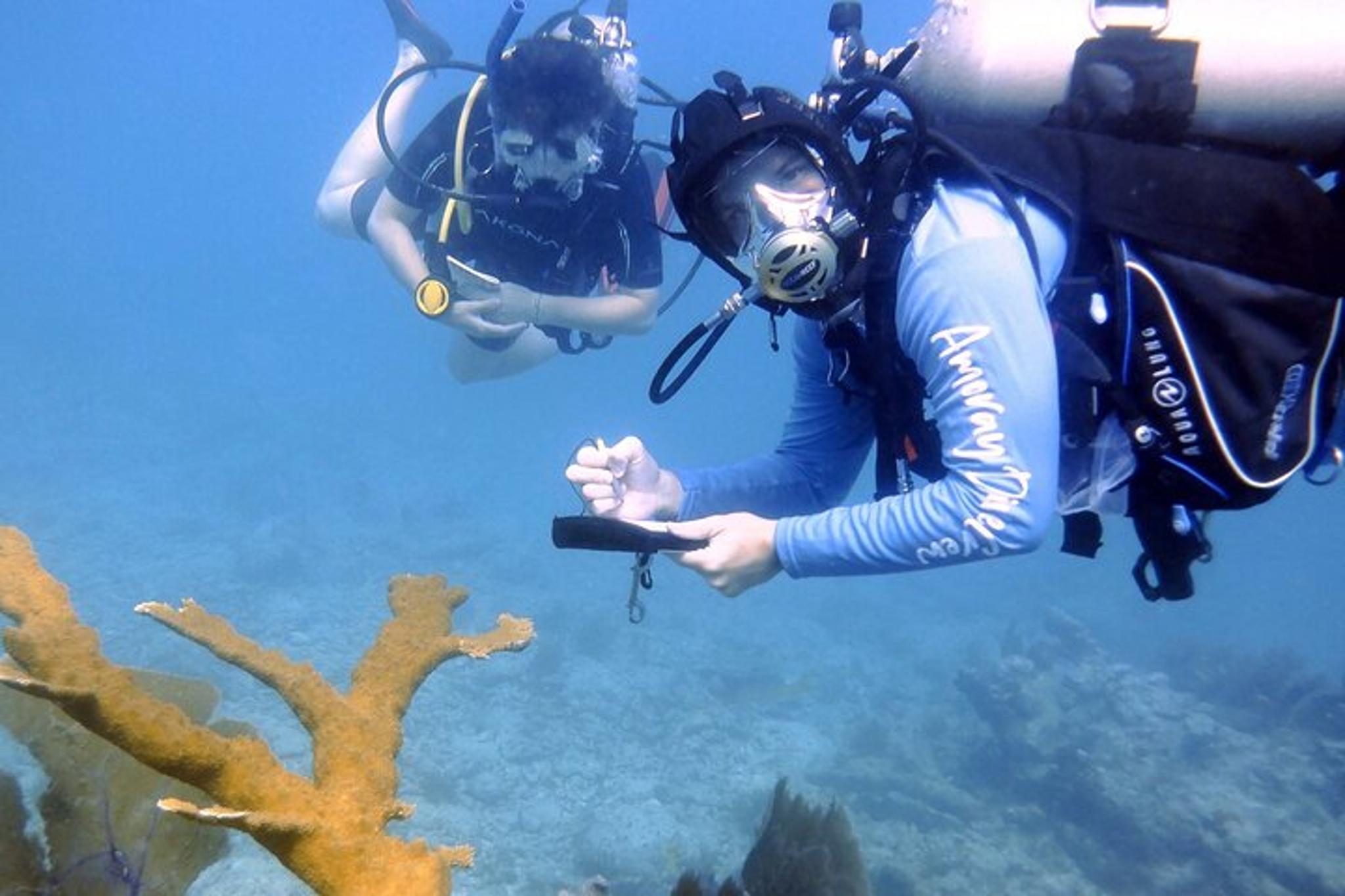 Key Largo Scuba Dive for Certified Divers 4 hr - Image 5