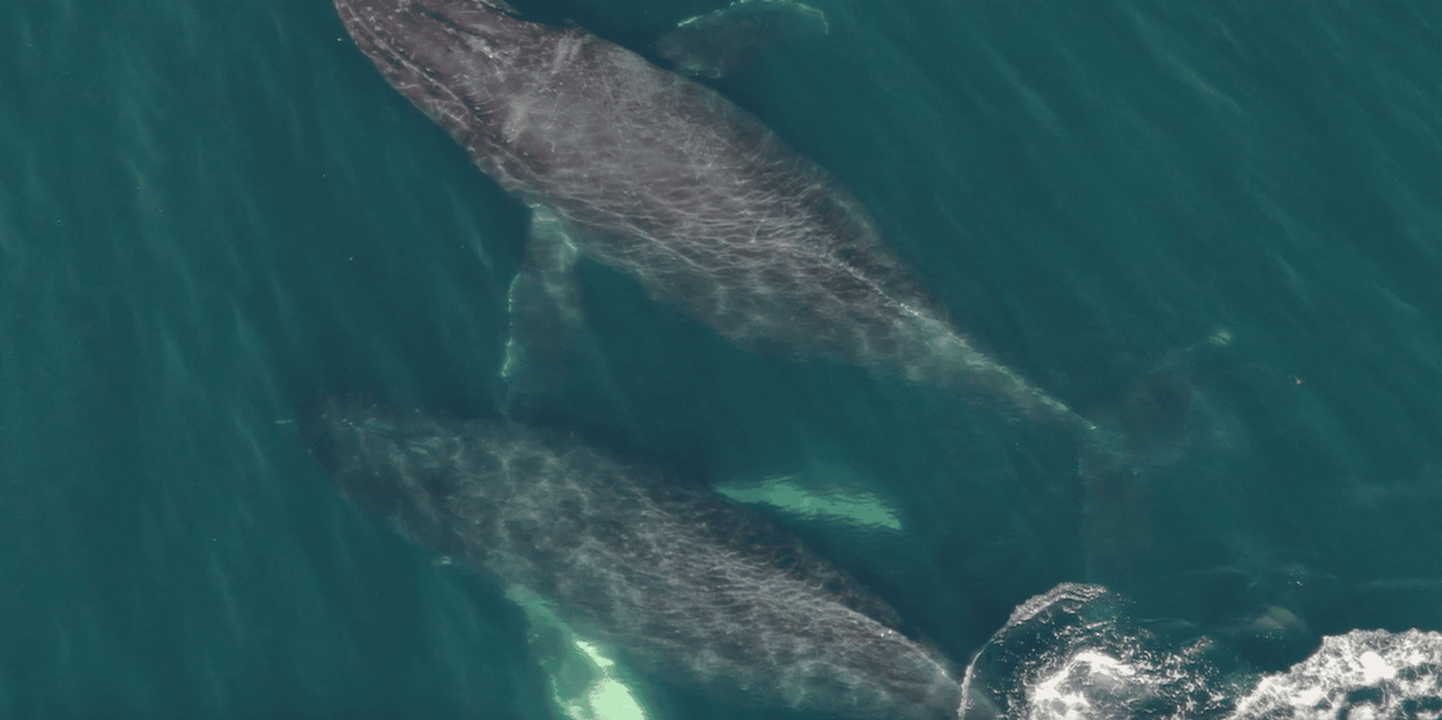 Hoonah Whale Watching with Drone Filmography - Image 6