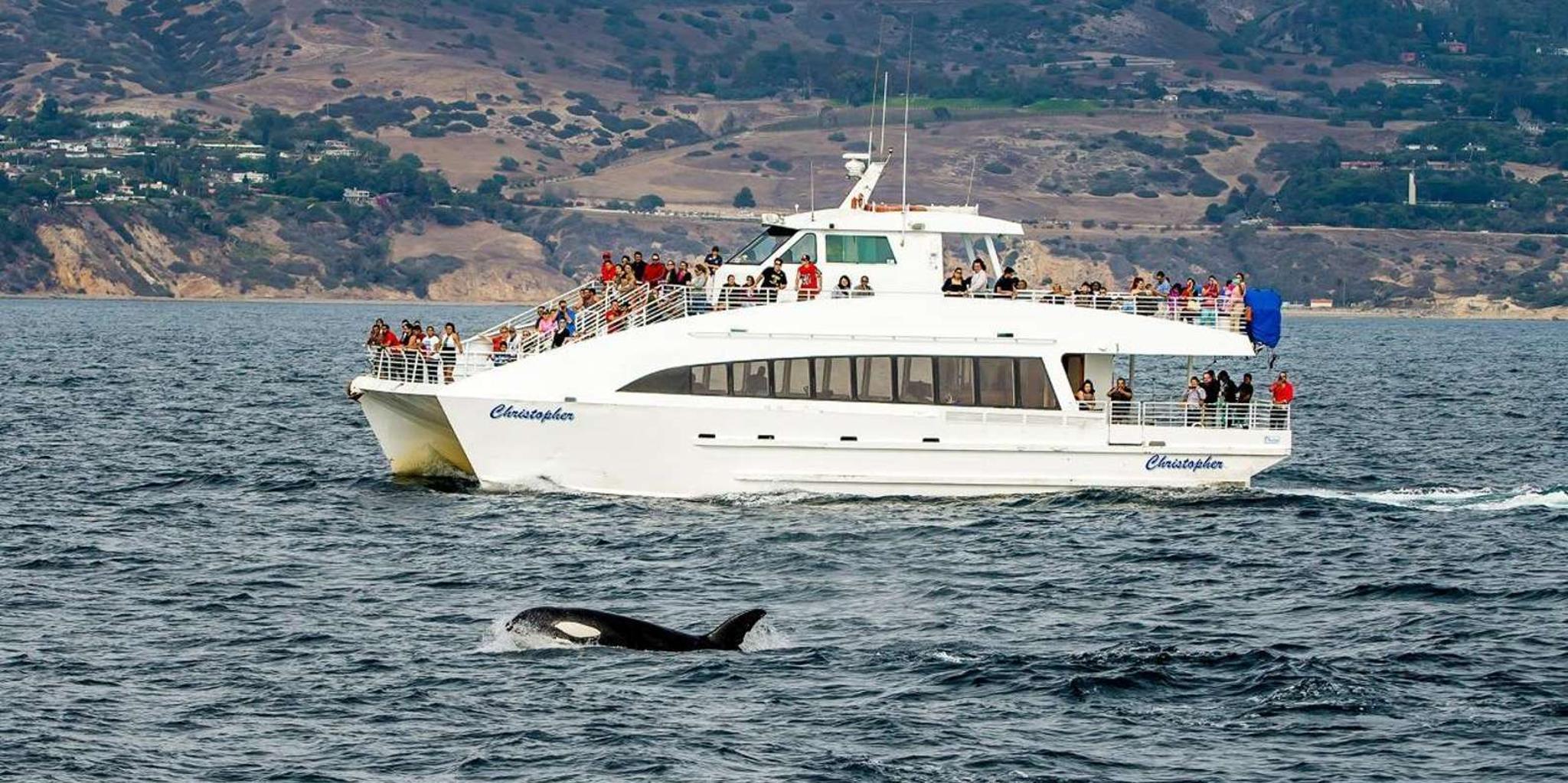 Long Beach Whale Watching Cruise
