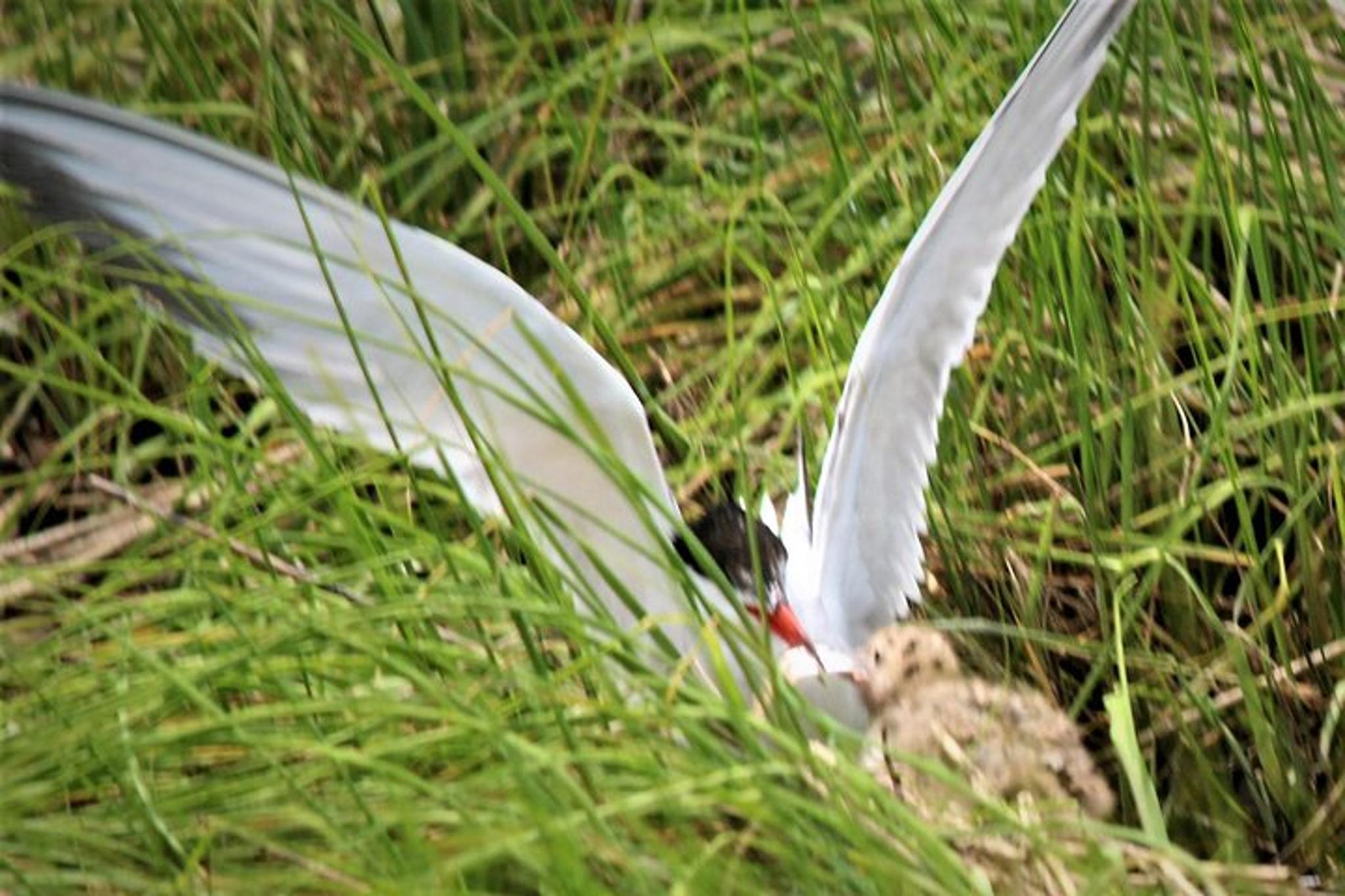 Cape May Birding By Boat - Image 3