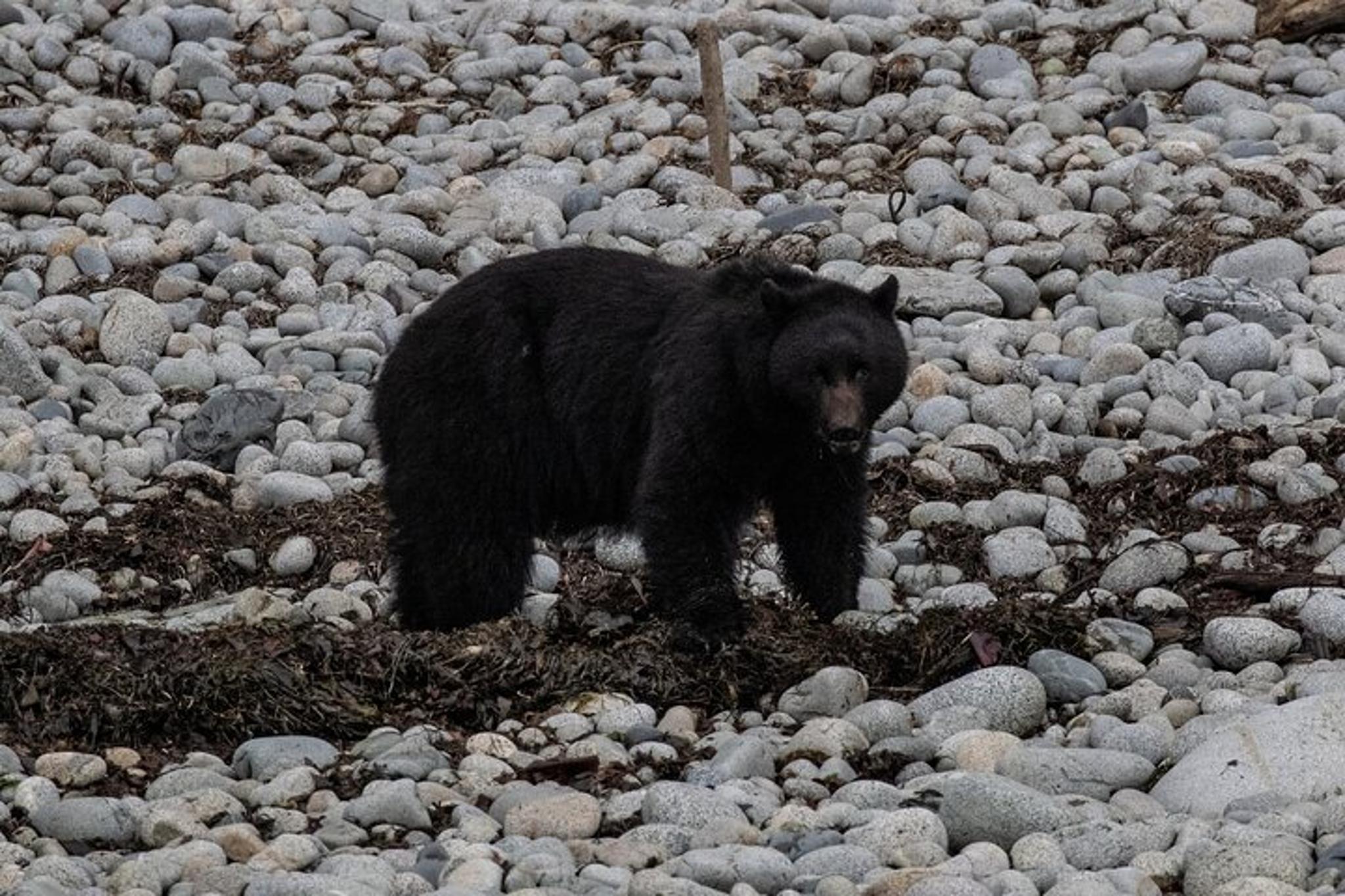 Ketchikan Whales and Wildlife Excursion - Image 4