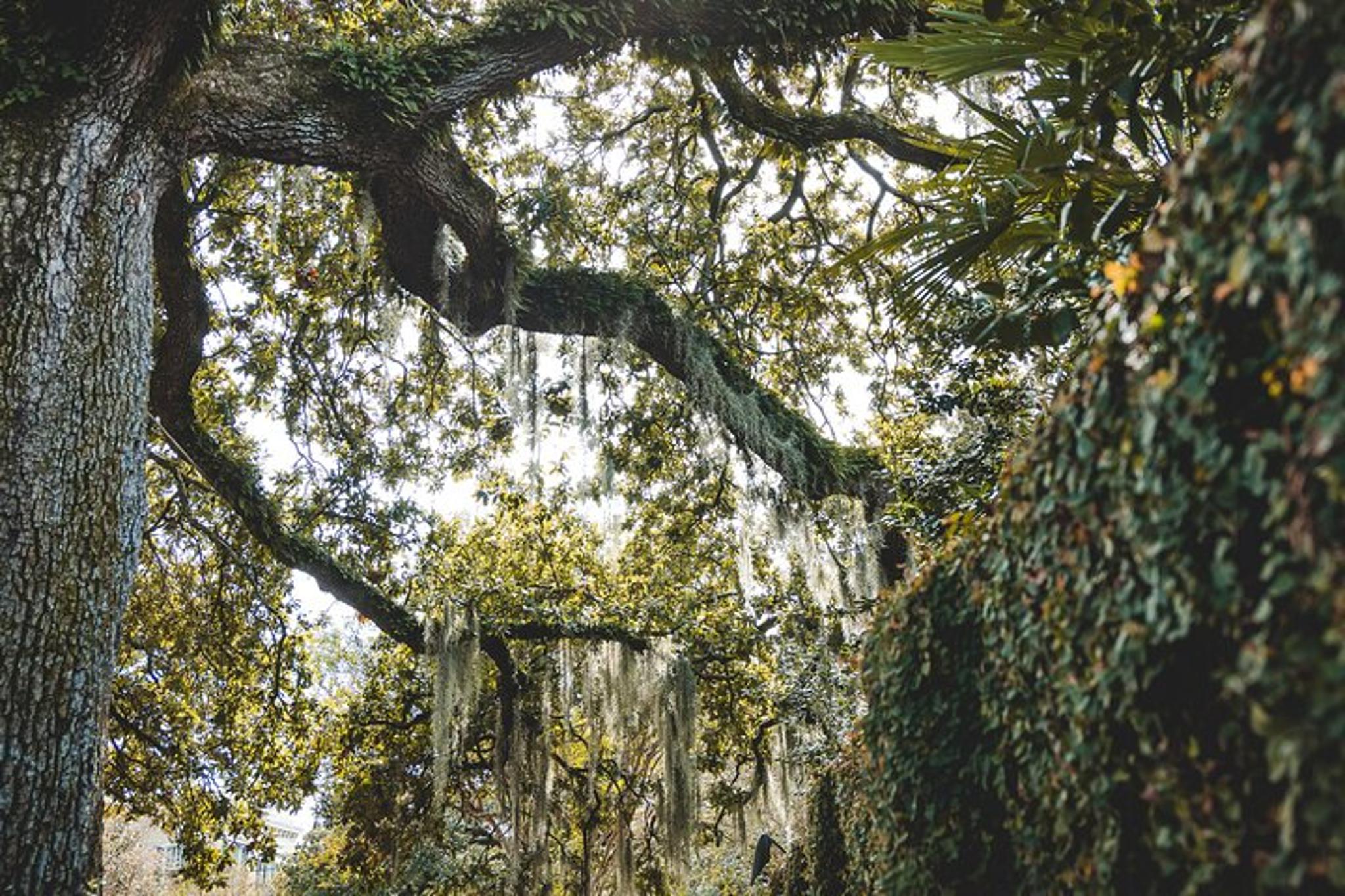 New Orleans Rebirth & Life After Katrina Tour - Image 6