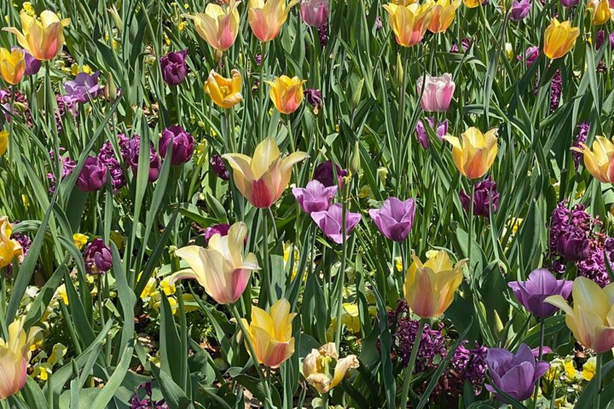 Dallas Arboretum and Botanical Gardens Tour - Image 2