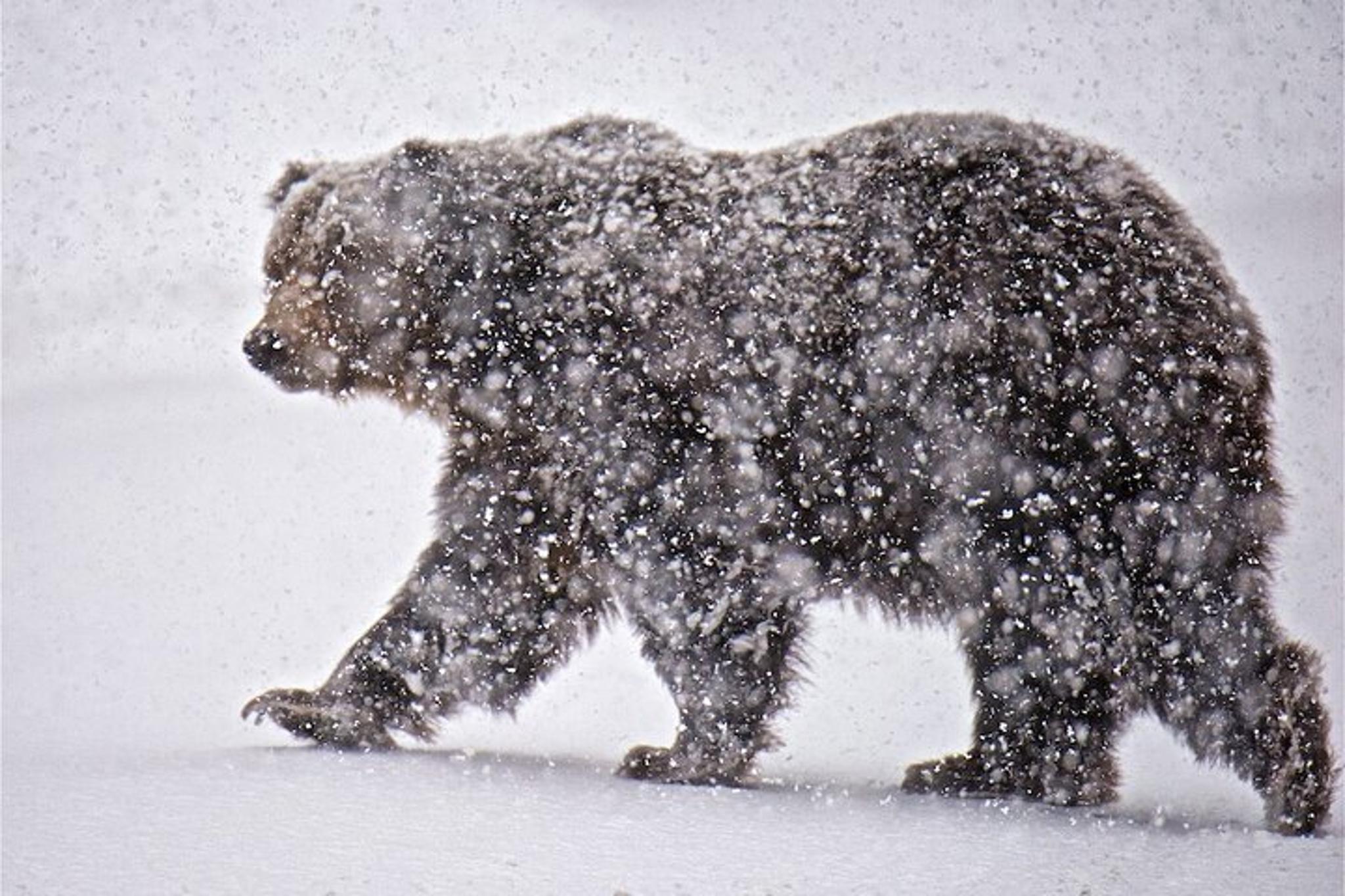 Grand Teton Winter Wildlife Tour - Image 5