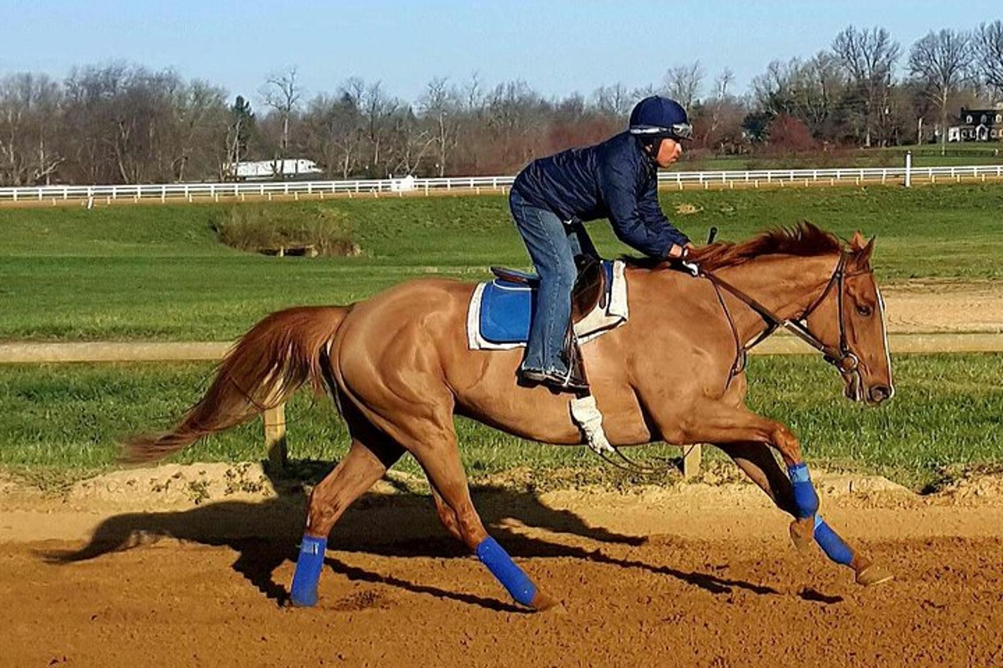 Lexington Thoroughbred Behind-the-Scenes Tour 90 min - Image 2