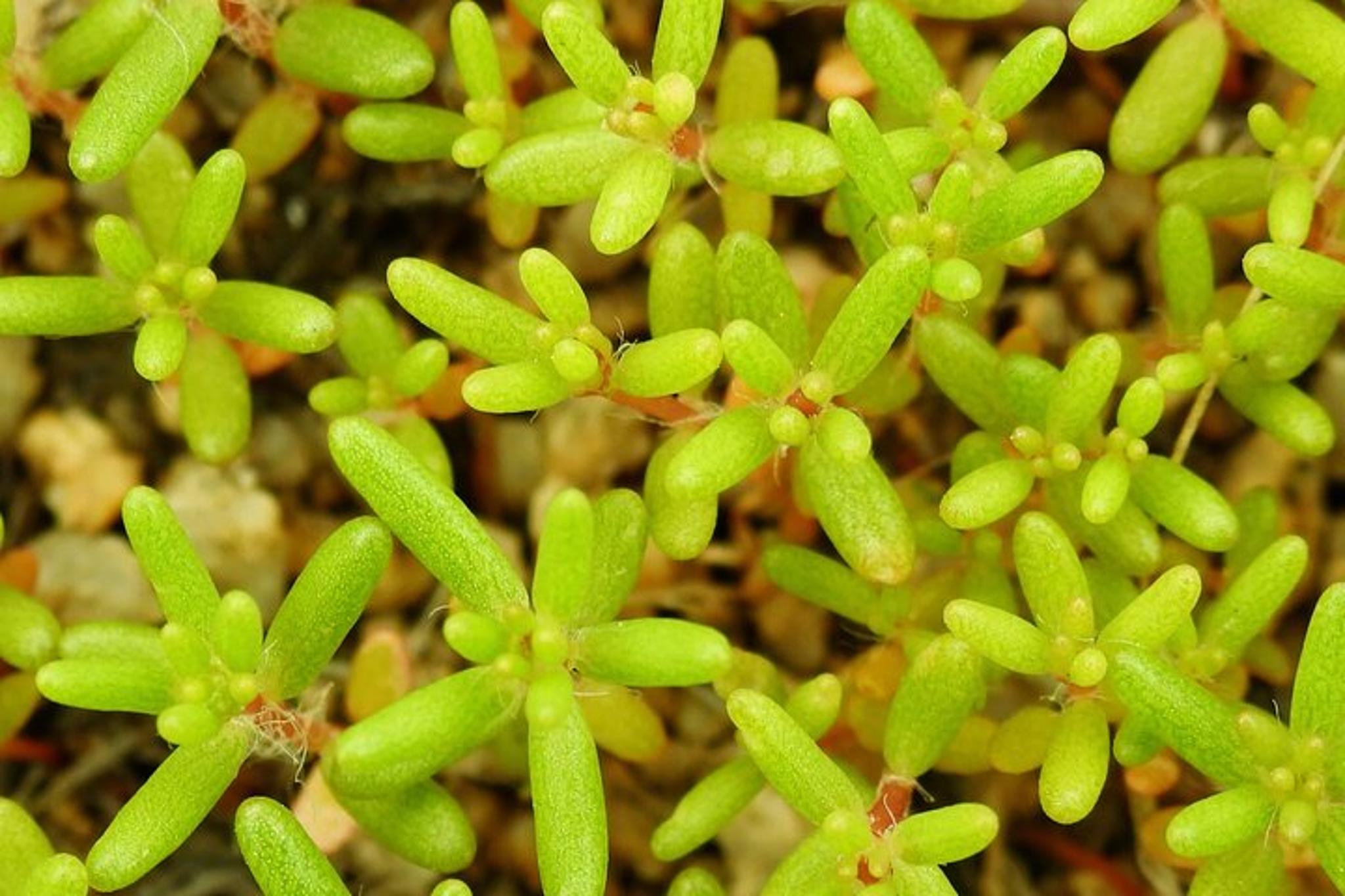 Joshua Tree National Park Full Day Hike - Image 4