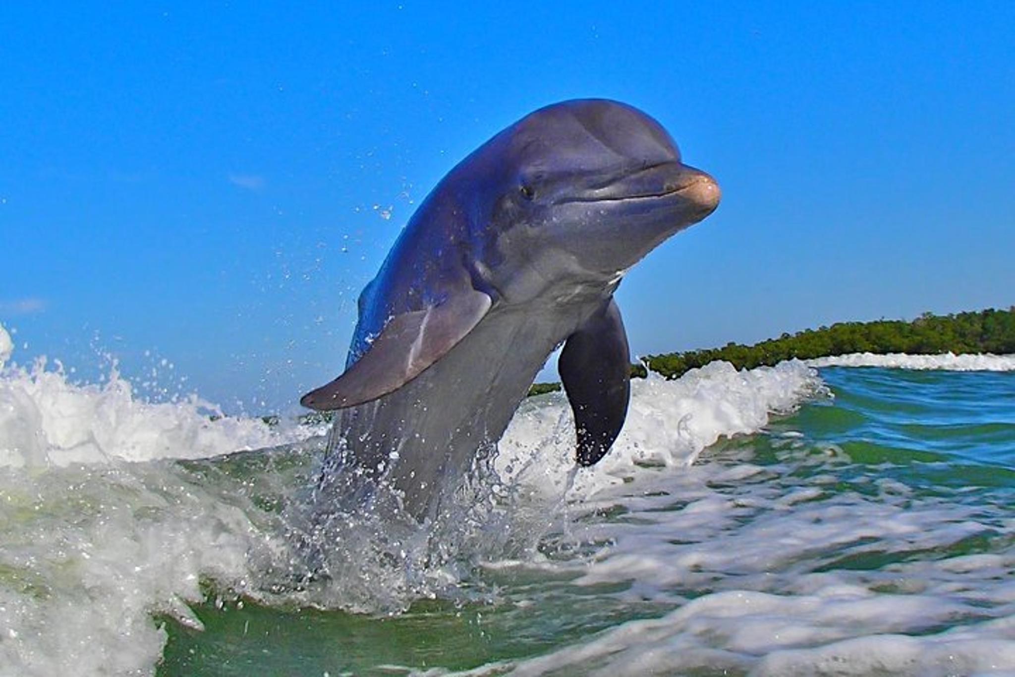 Goodland Dolphin Tour by Jet Ski - Image 6