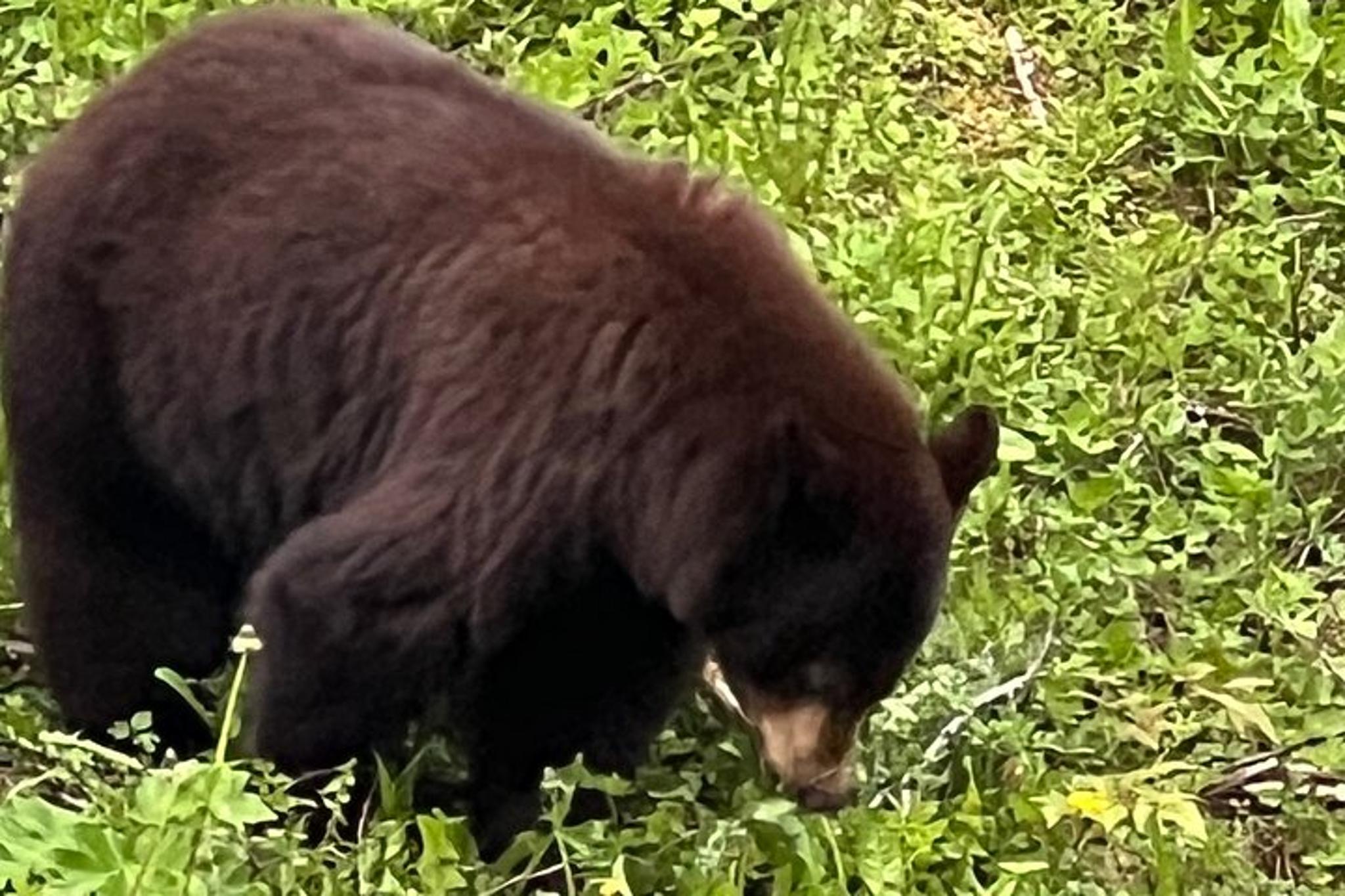 Juneau Gold Panning and City Tour - Image 5