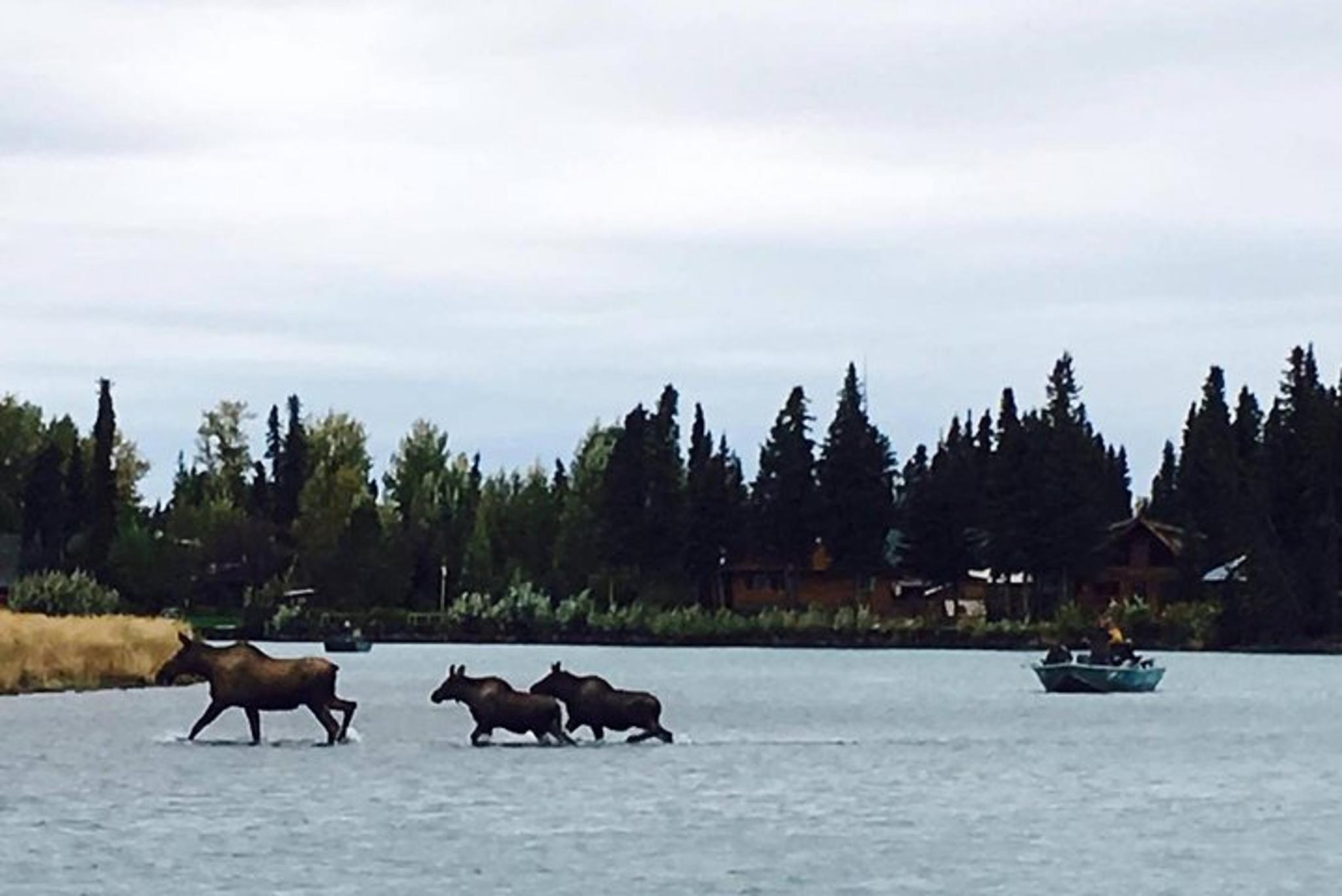 Sterling Fishing Trip on the Middle Kenai River - Image 6