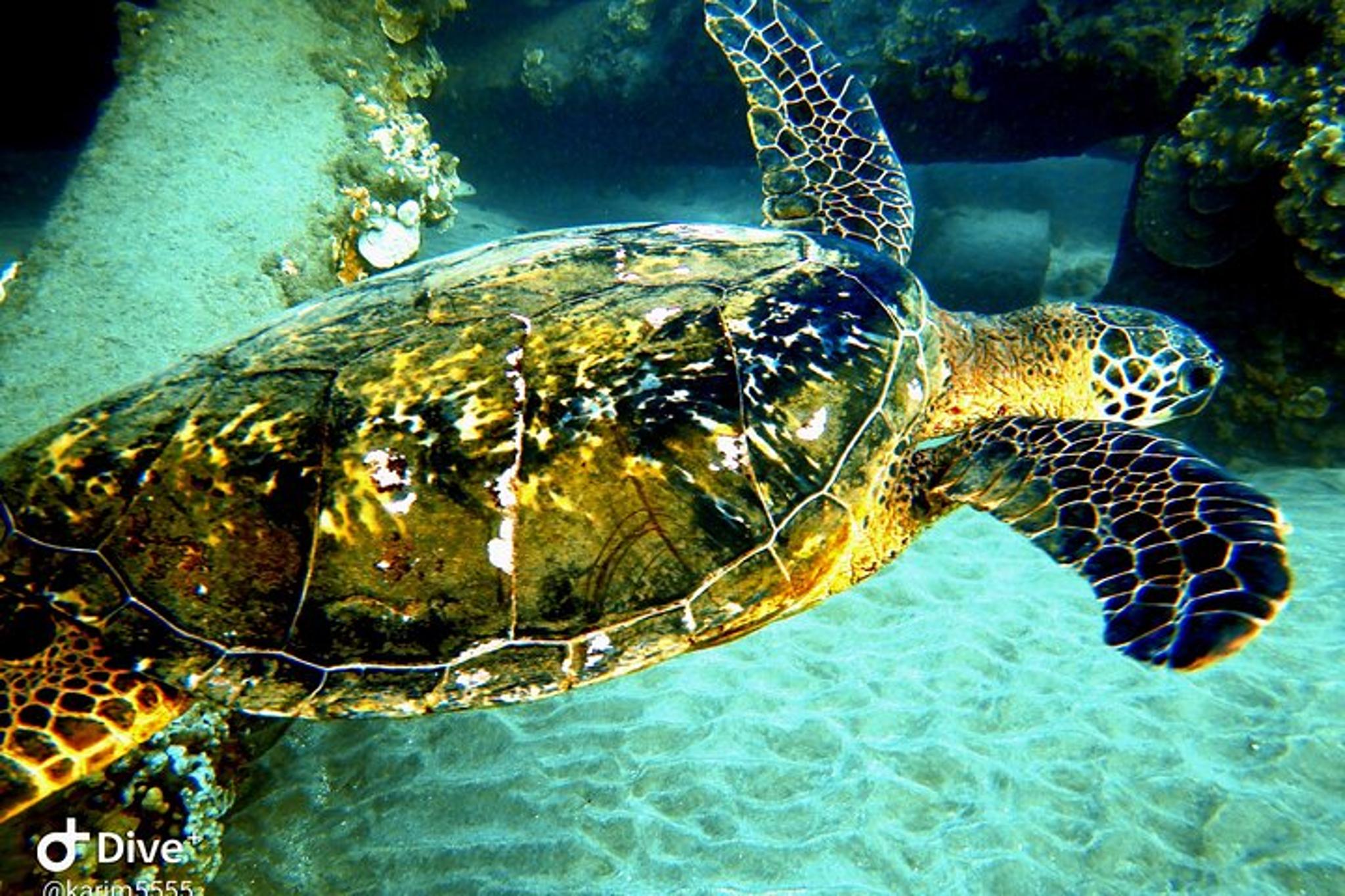 Maui Scuba Lesson and Shore Dive - Image 6