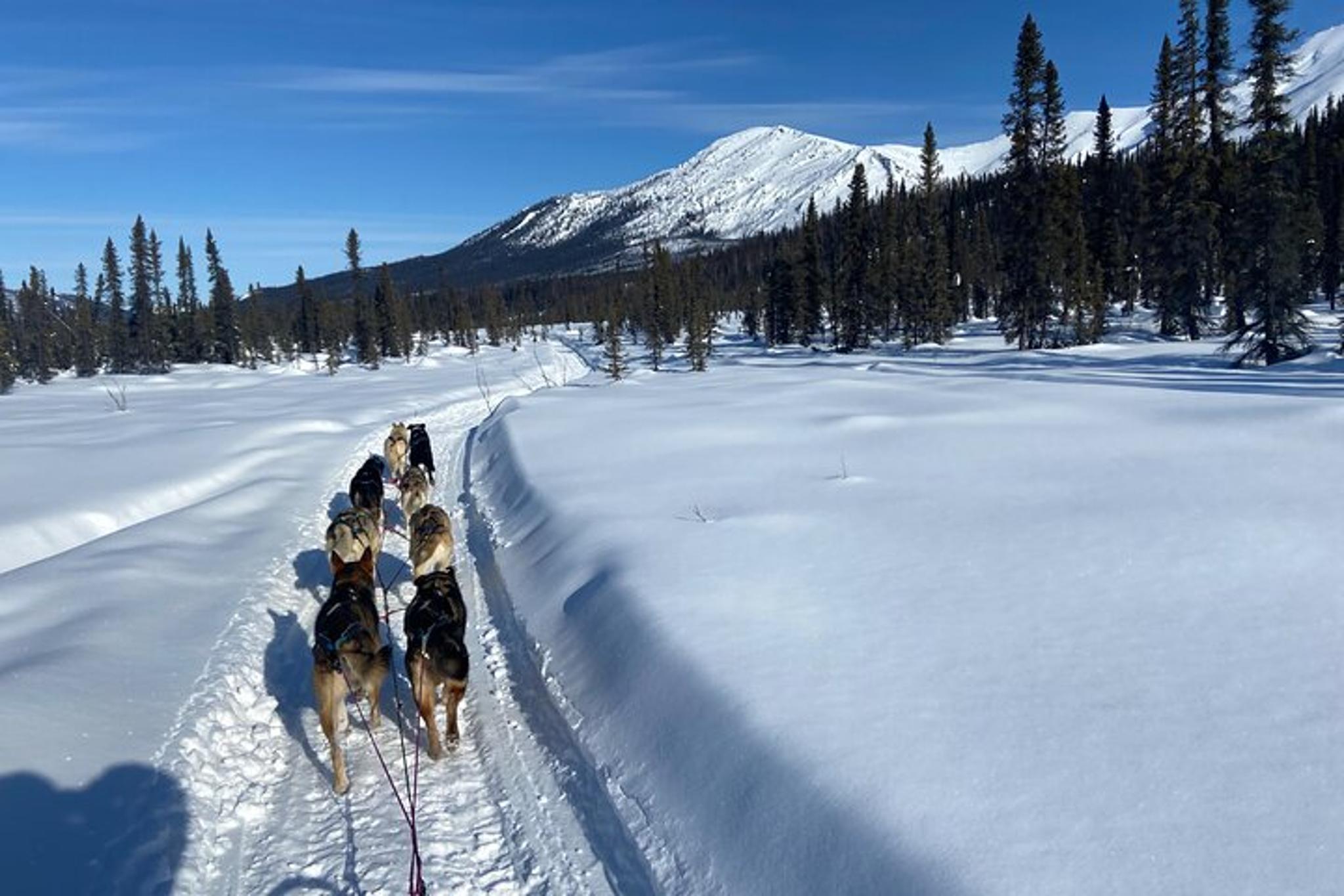 Fairbanks Husky Adventure with Your Own Dog Team 5 Days - Image 6
