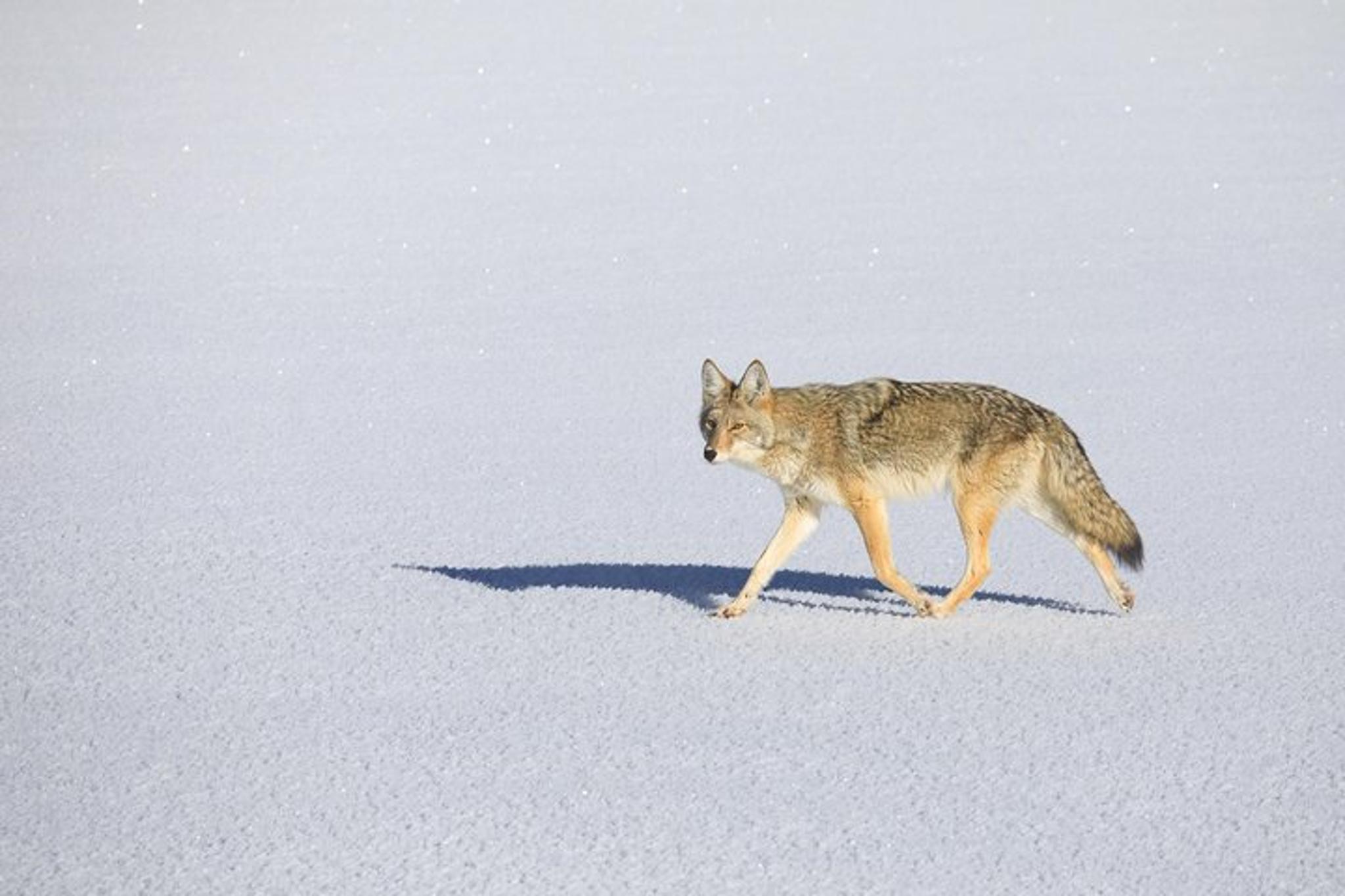 Jackson Hole Wildlife Safari Tour - Image 2