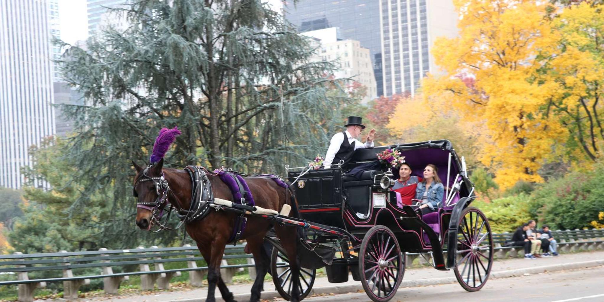 New York City Horse Carriage Ride in Central Park - Image 2