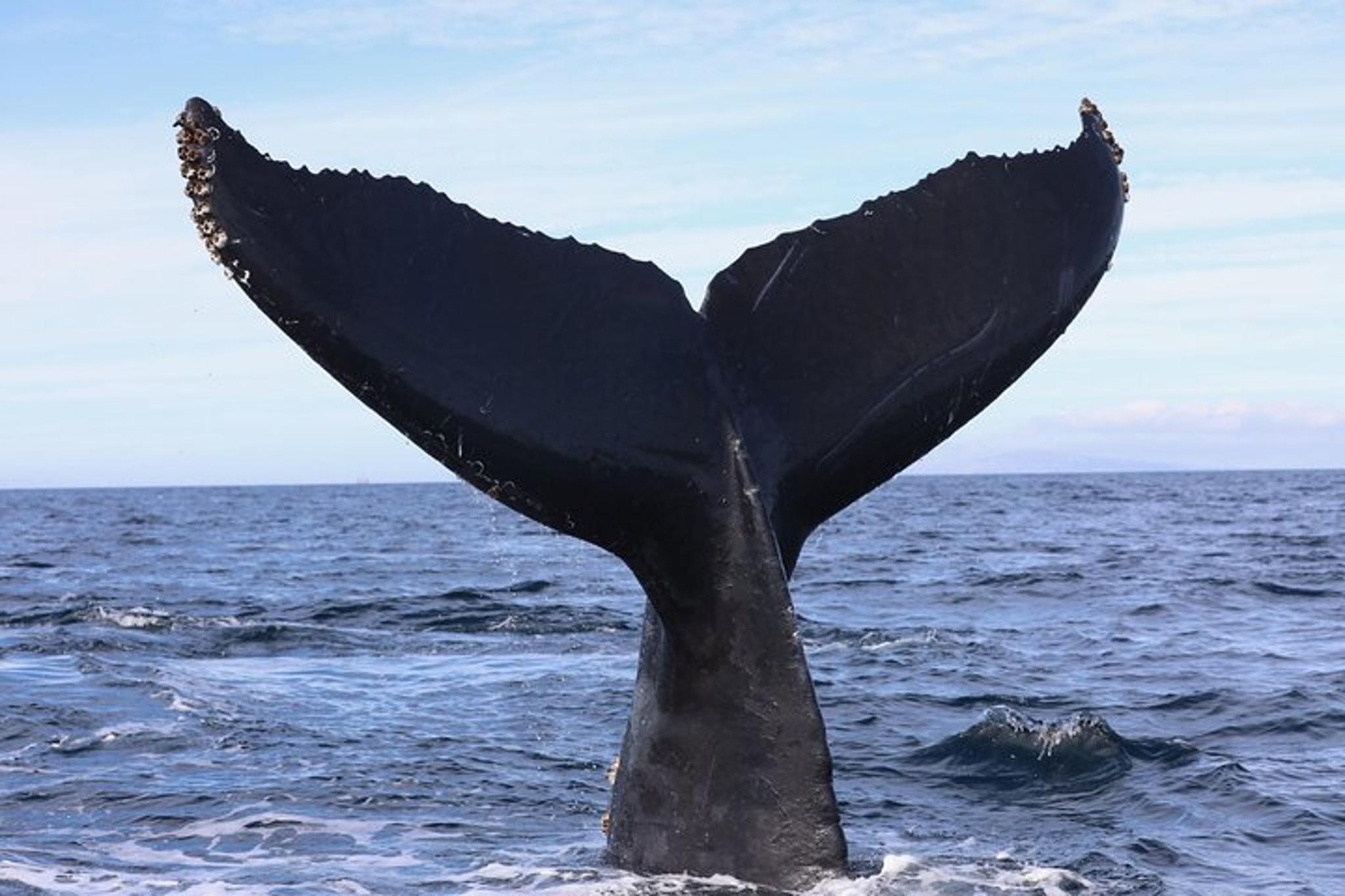 Newport Beach Whale and Dolphin Watching 2 hr - Image 3