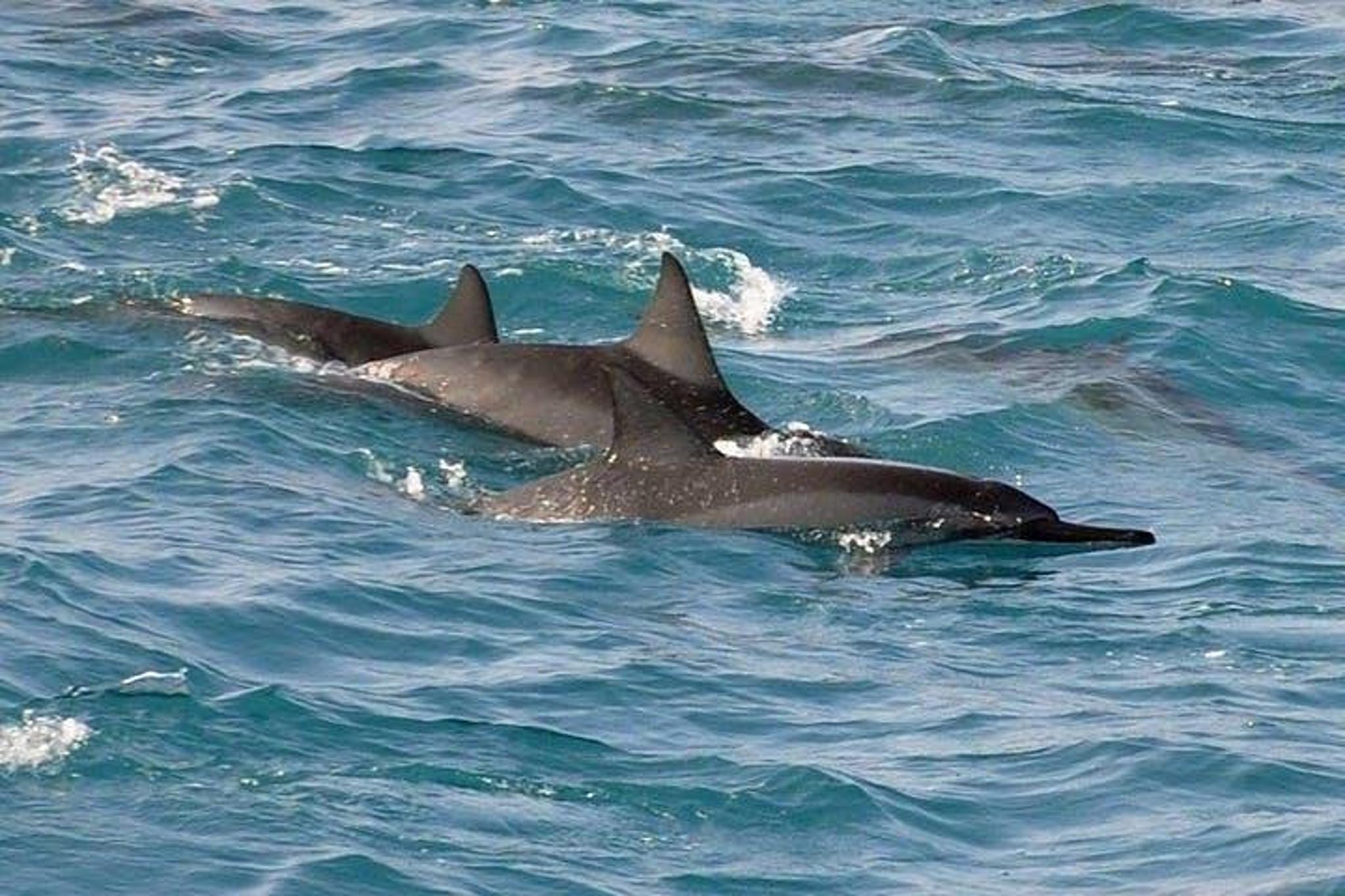 Kailua-Kona Snorkel & Dolphin Watch Catamaran Tour - Image 4