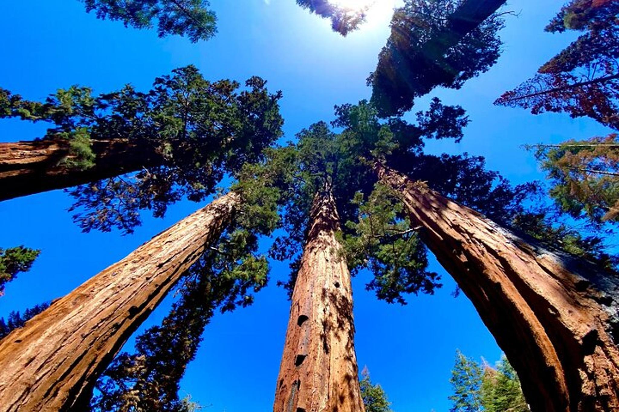 Los Angeles Sequoia and Kings Canyon Private Tour - Image 2