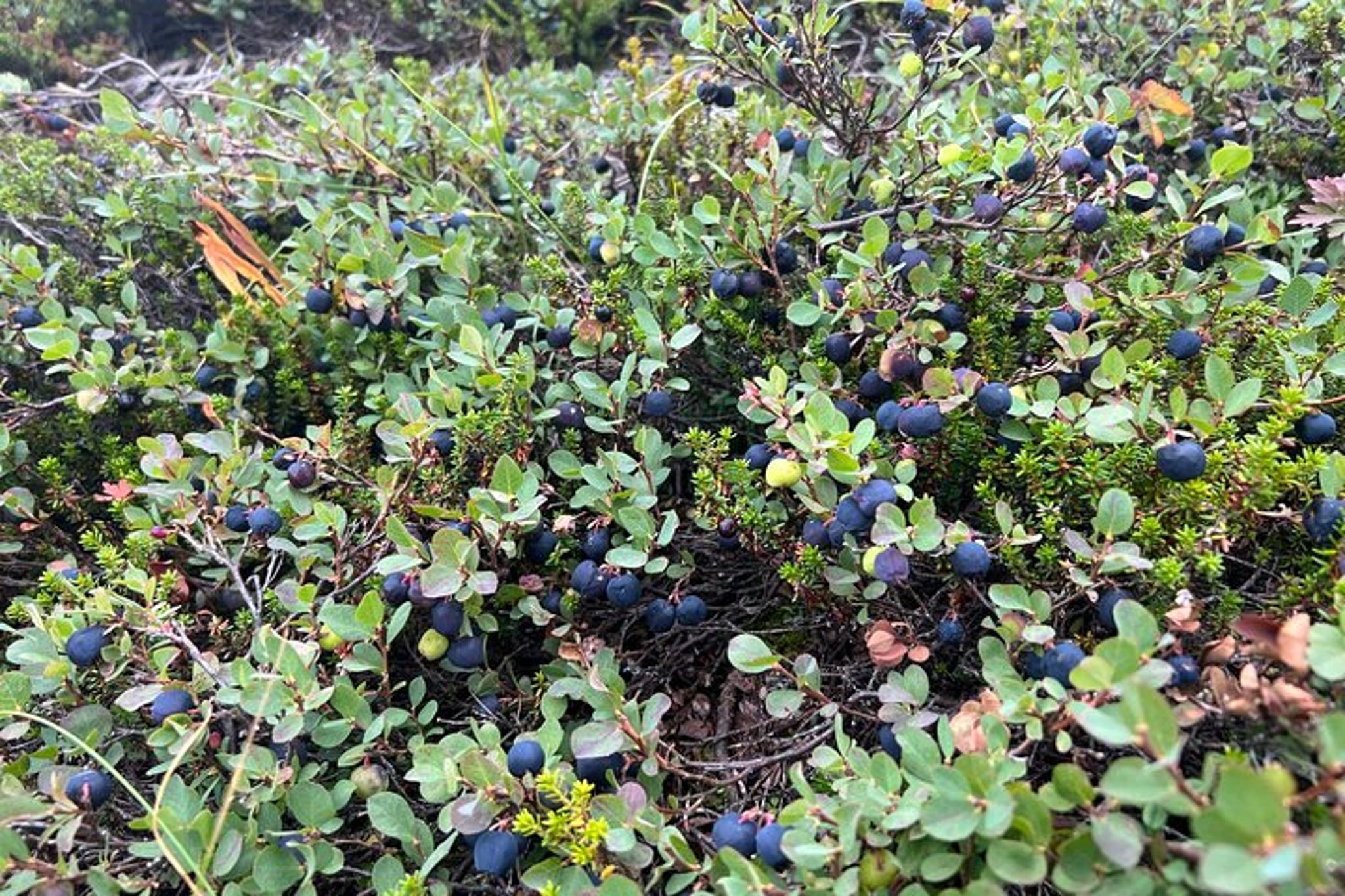 Anchorage Hiking Adventure - Image 5