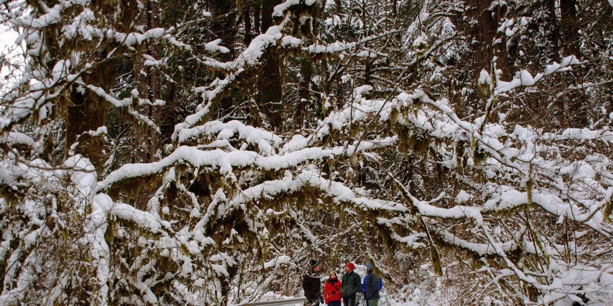 Seattle Longmire Winter Day Tour on Mount Rainier - Image 3